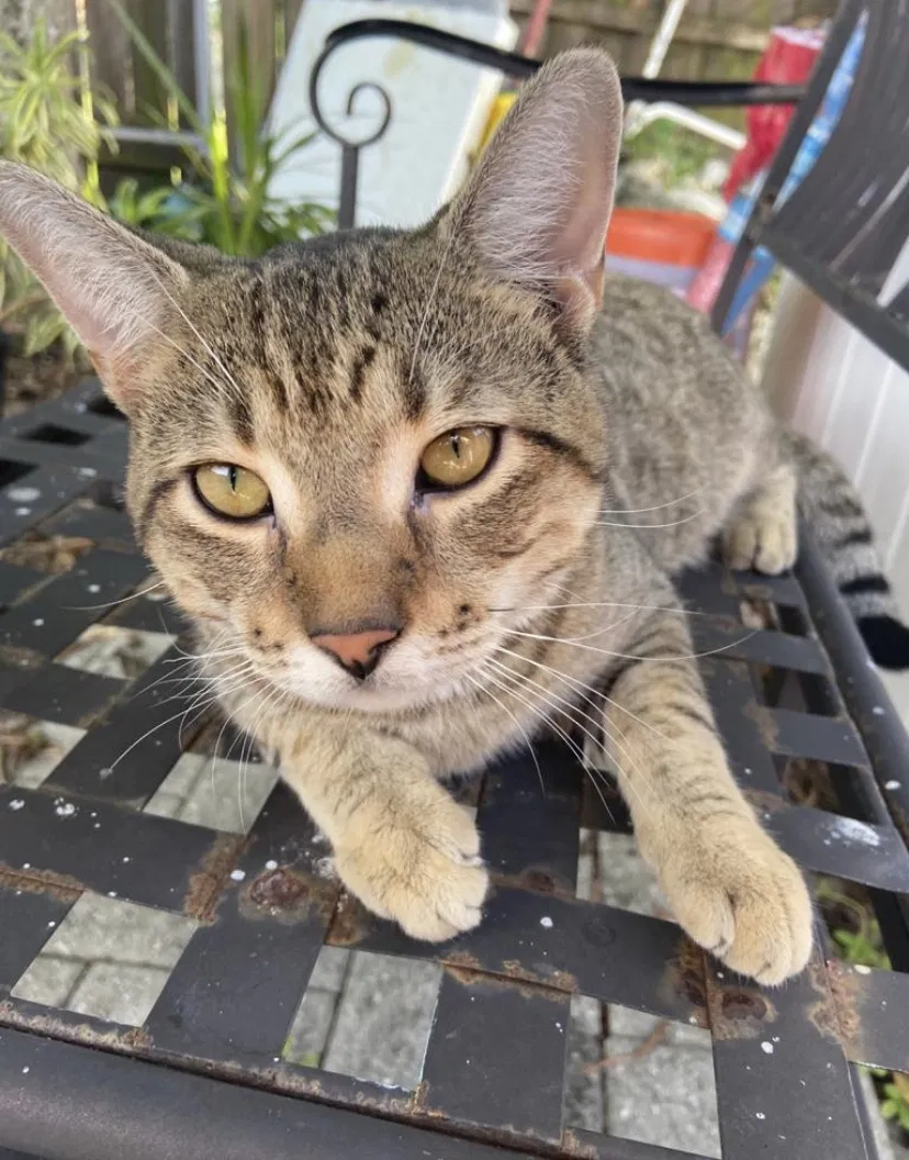 Lost cat in West Palm Beach, FL, 33406