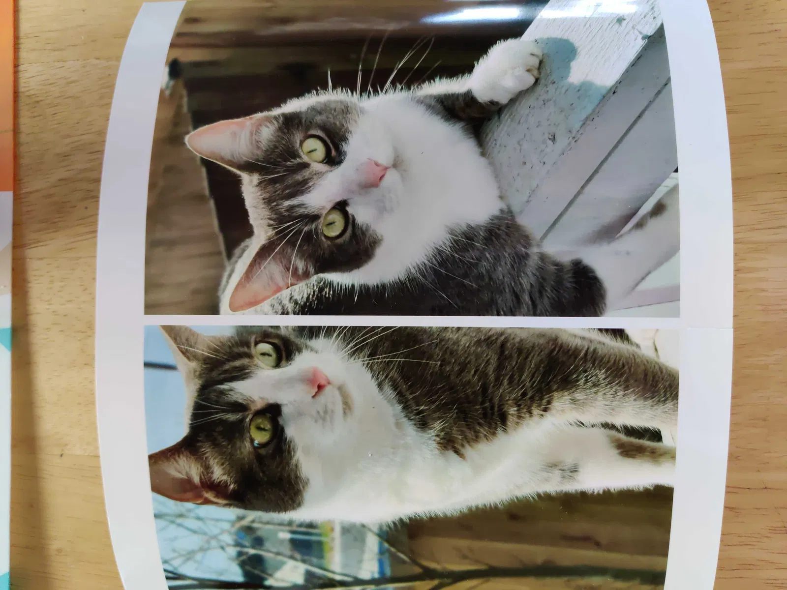 Lost cat in Marysville, WA, 98270