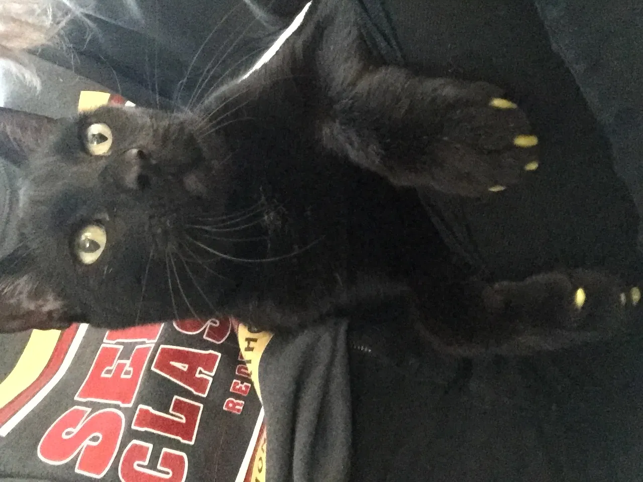Lost cat in Upland, CA, 91784