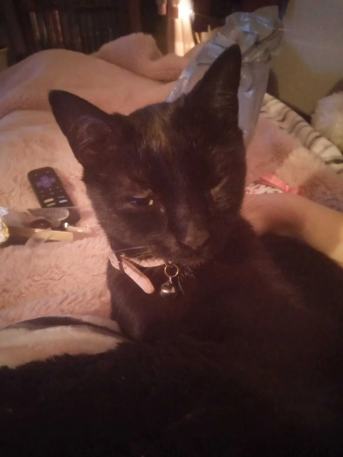 Lost cat in Silver Springs, FL, 34488