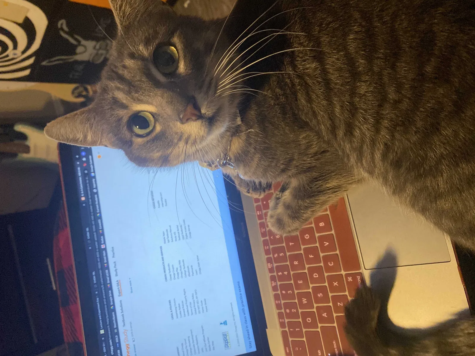 Lost cat in Valley Village, CA, 91607