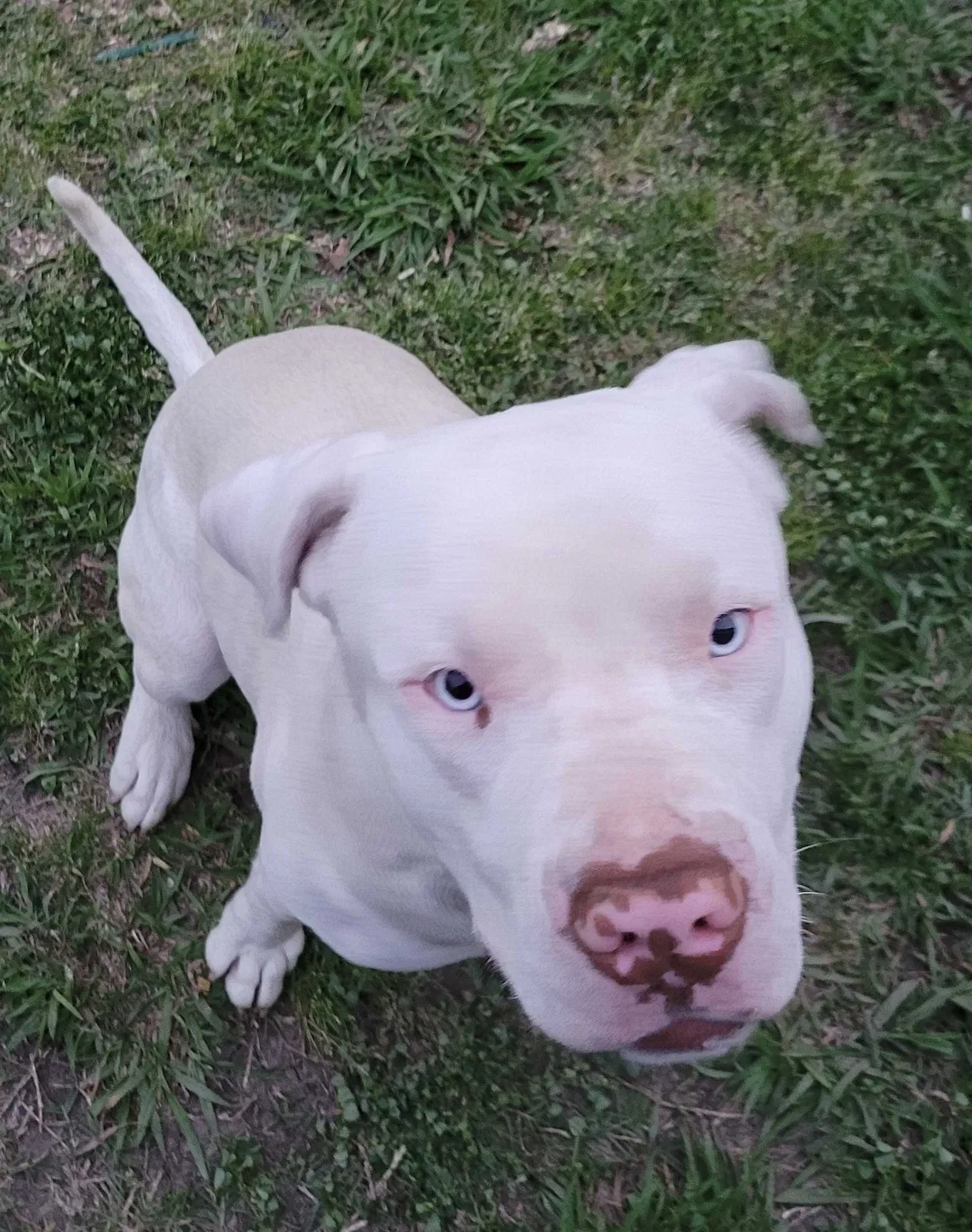 Lost dog in South Houston, TX, 77587