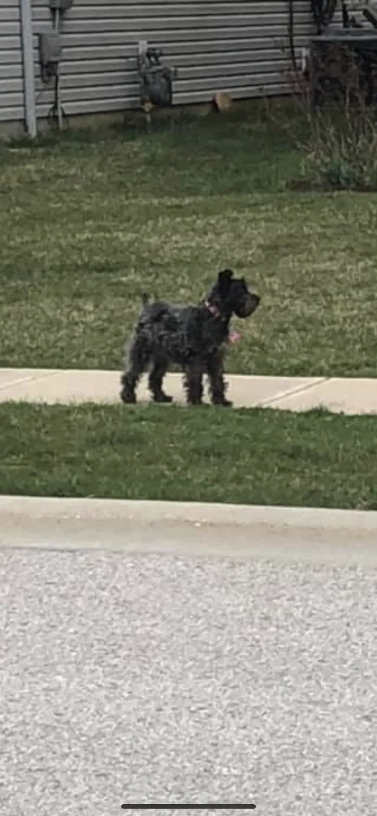 Lost dog in Noblesville, IN, 46060