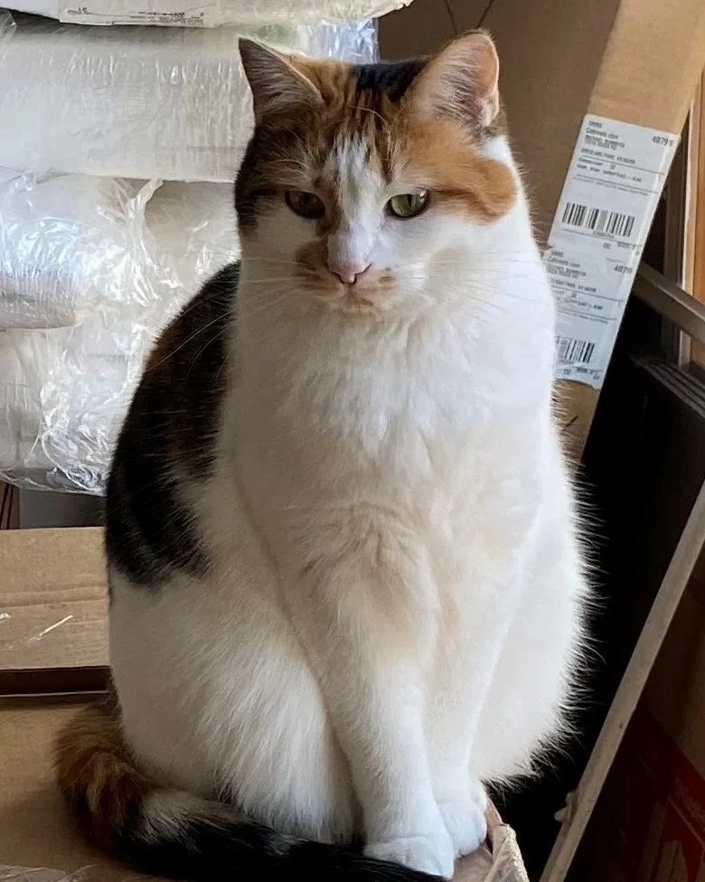 Lost cat in Leawood, KS, 66209