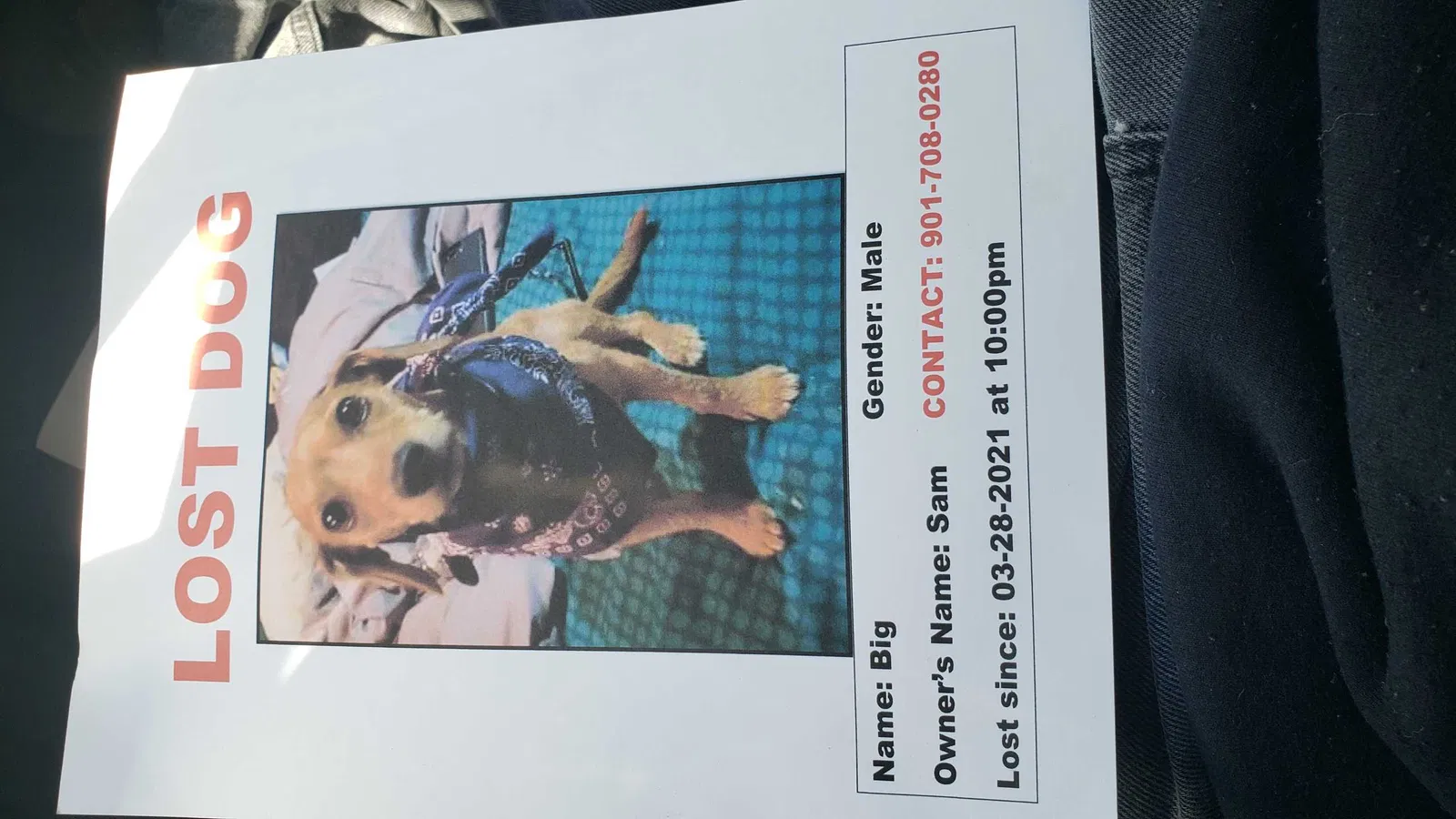 Lost dog in Memphis, TN, 38126