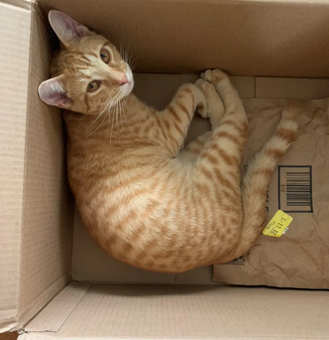 Lost cat in Mooresville, NC, 28117