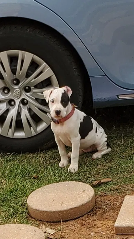Lost dog in Garland, TX, 75044