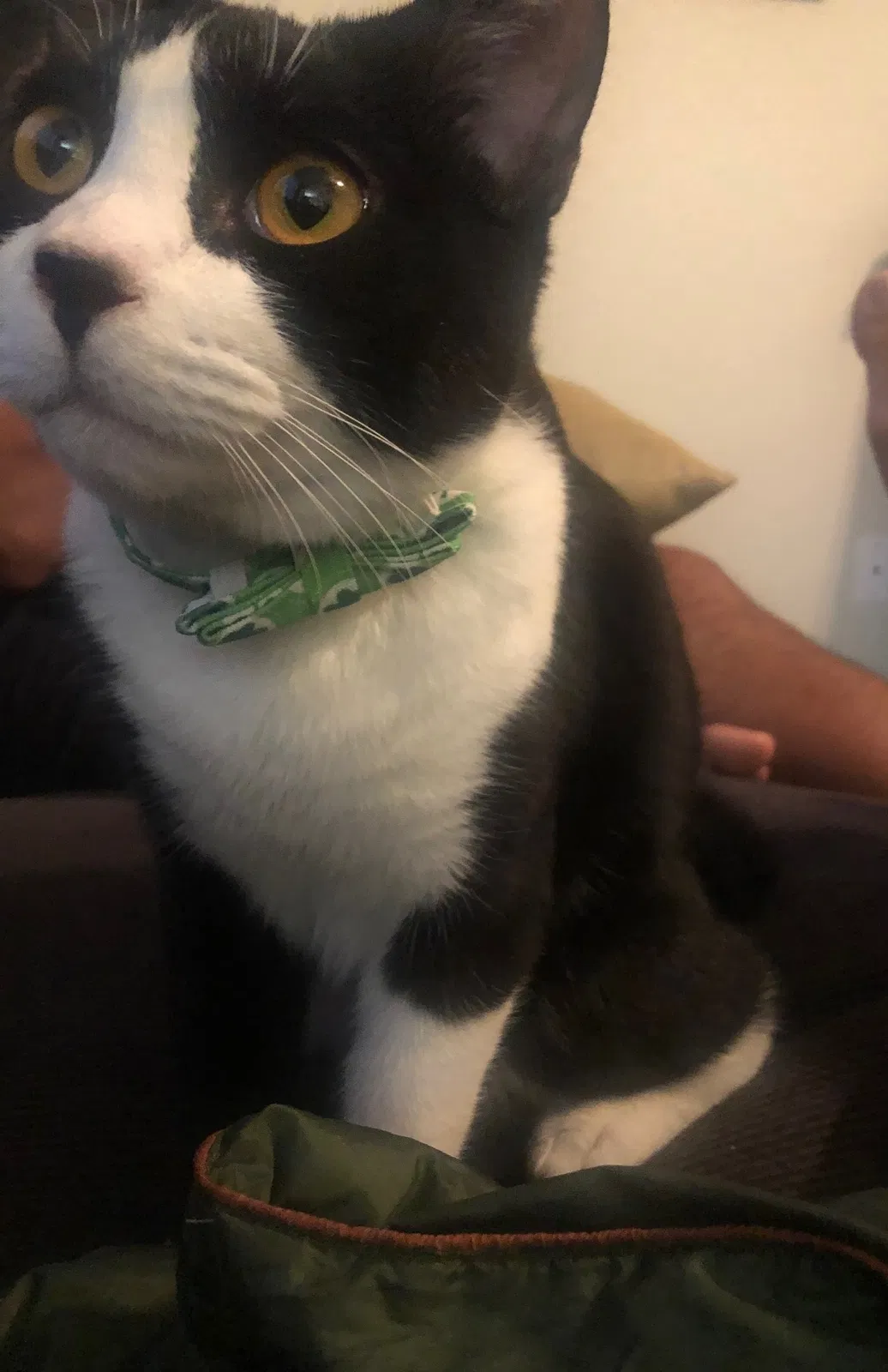 Lost cat in Chandler, AZ, 85224
