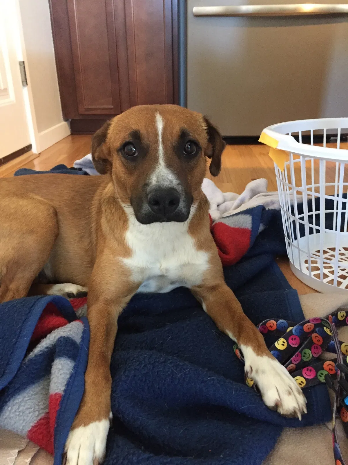 Lost dog in Englewood, CO, 80110