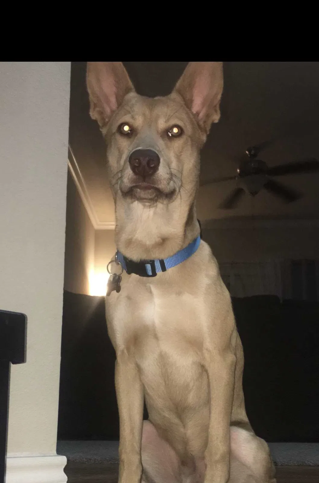 Lost dog in Austin, TX, 78701