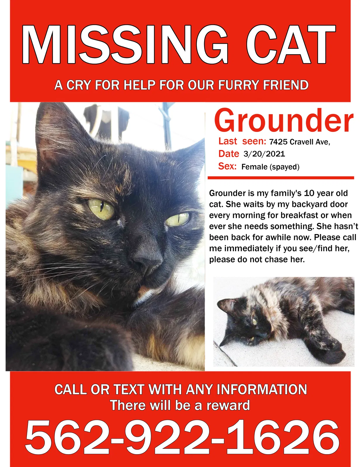 Lost cat in Pico Rivera, CA, 90660