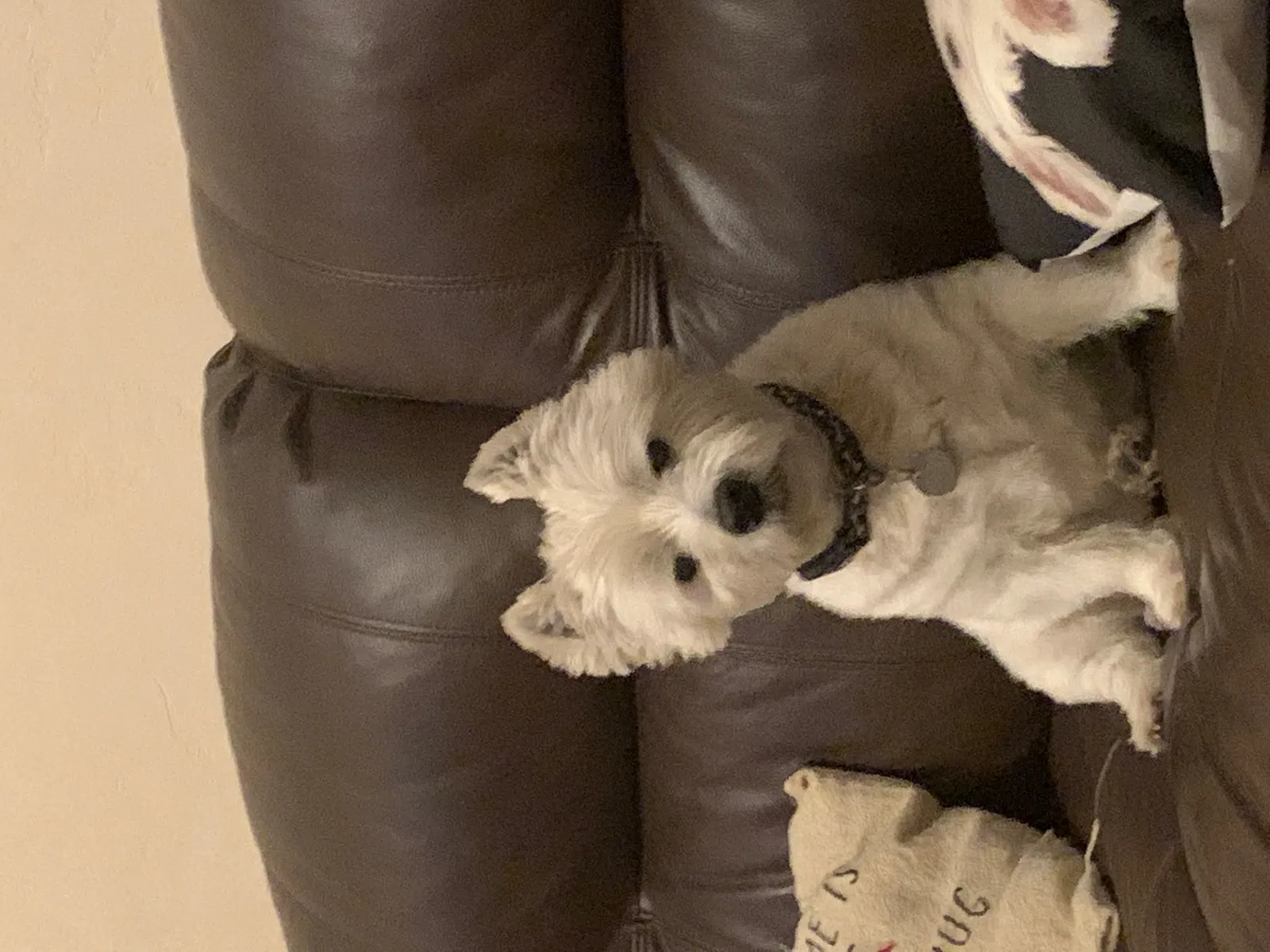 Lost dog in Alpine, CA, 91901