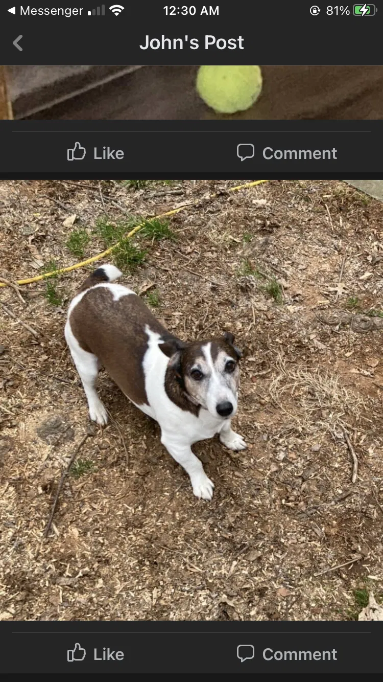 Lost dog in Oxford, PA, 19363