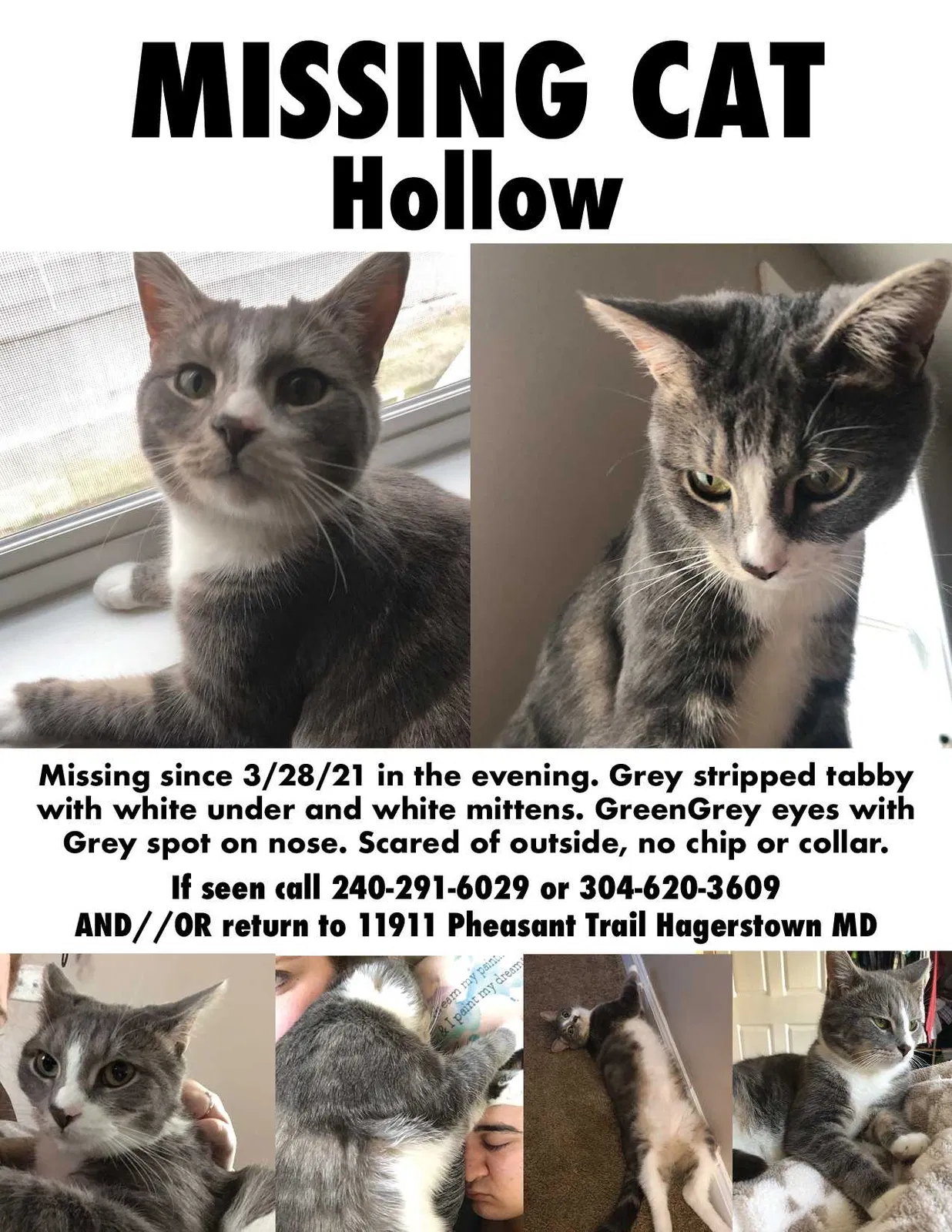 Lost cat in Hagerstown, MD, 21742