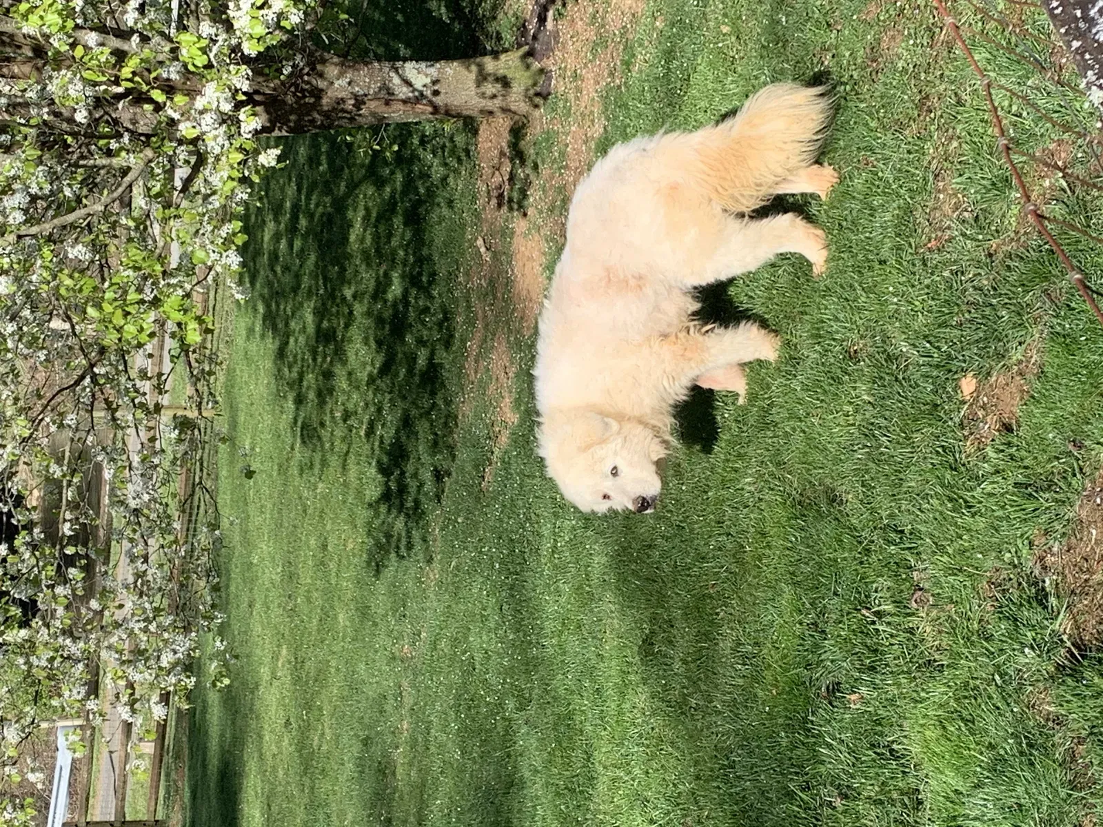 Lost dog in Conover, NC, 28613