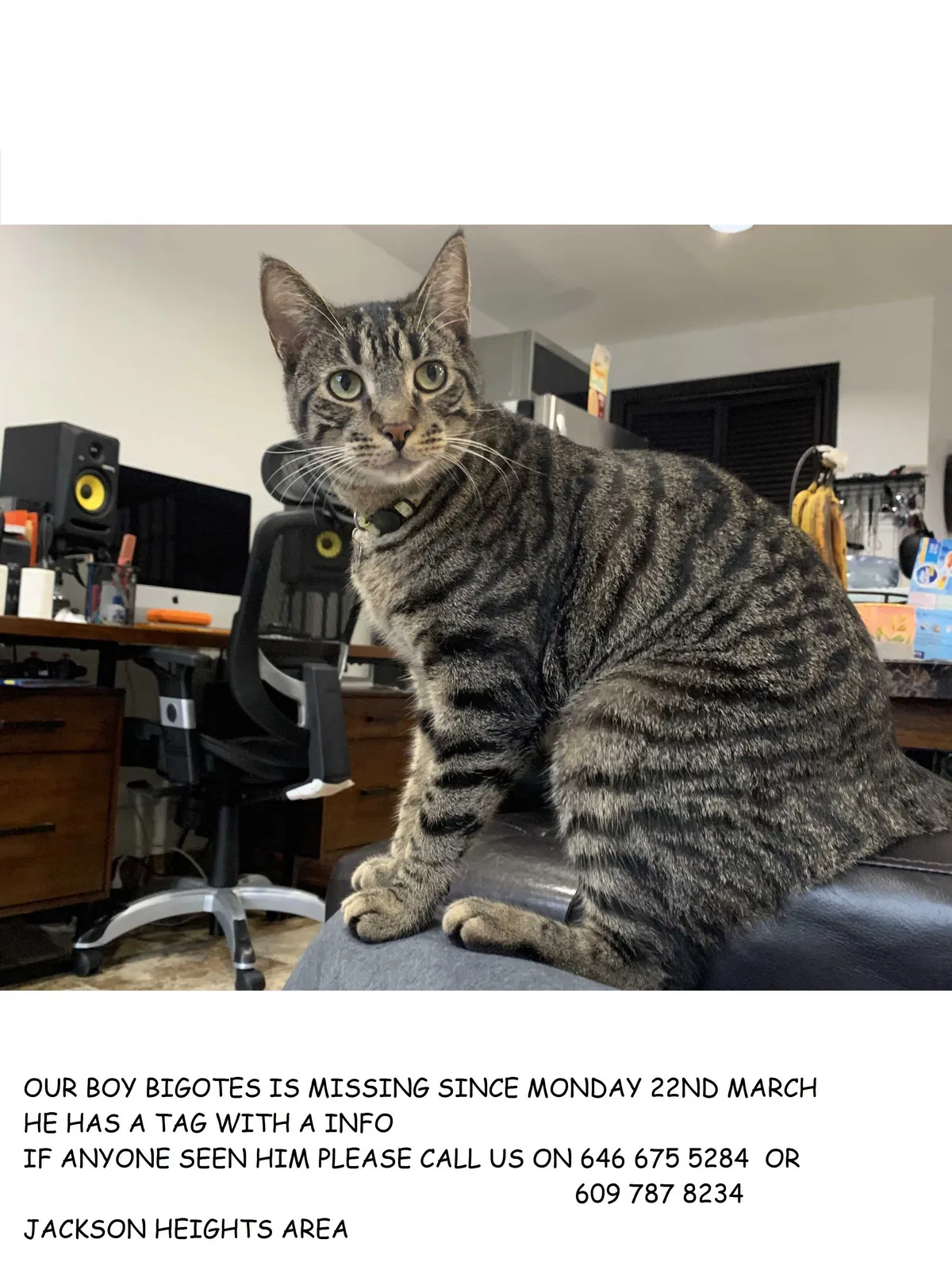 Lost cat in Jackson Heights, NY, 11372