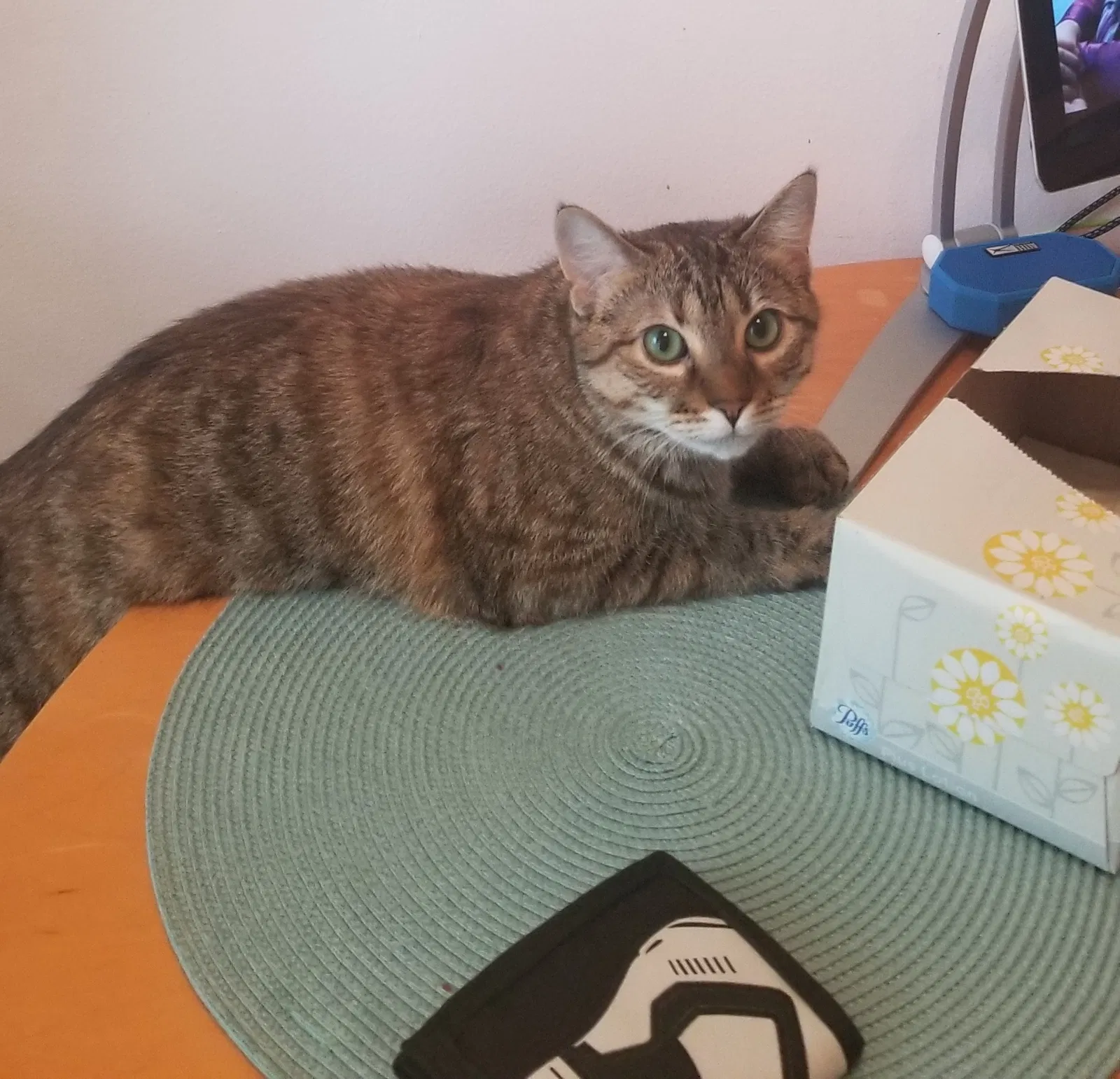 Lost cat in Buffalo Grove, IL, 60089