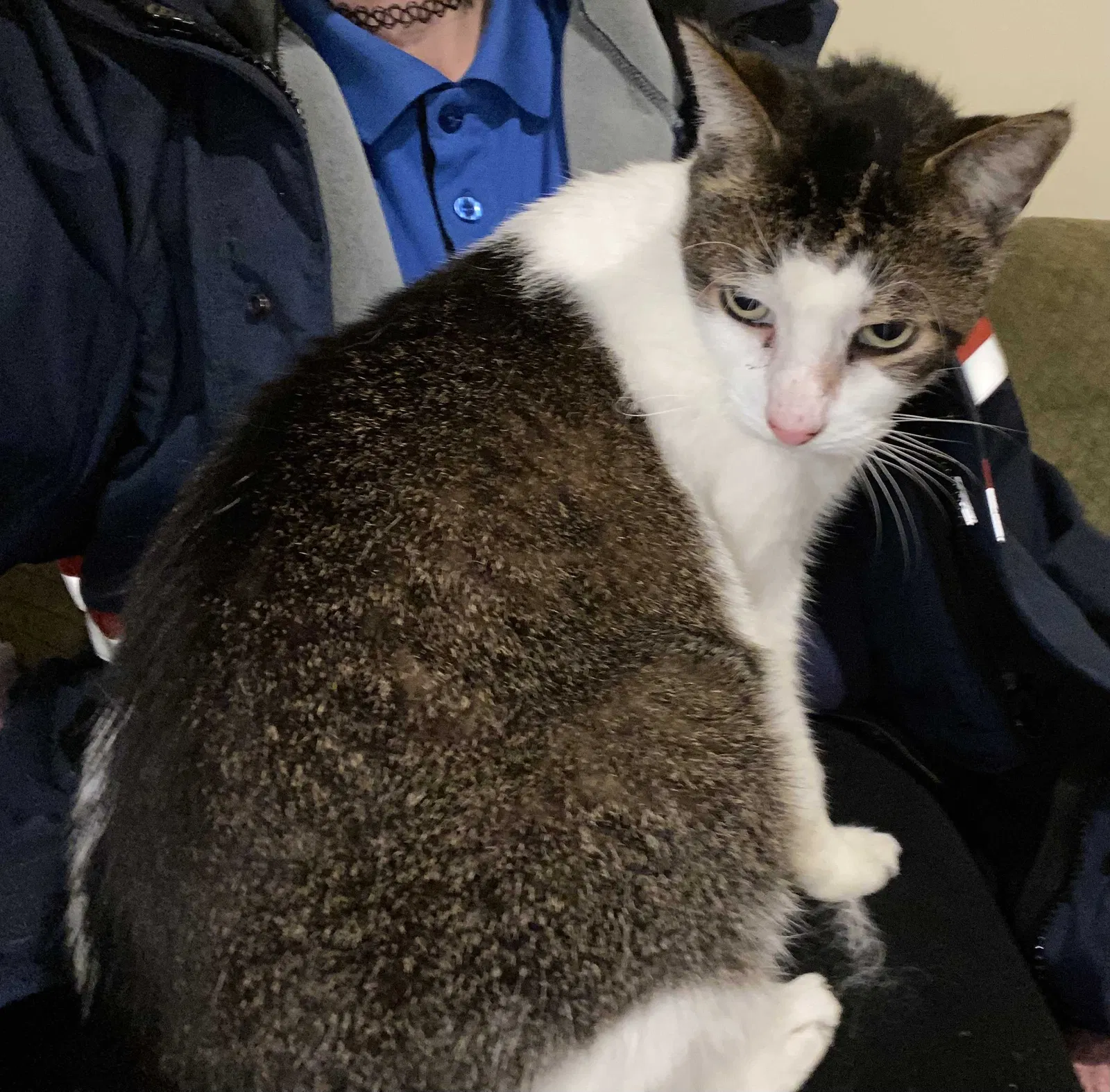 Lost cat in Beverly, MA, 1915