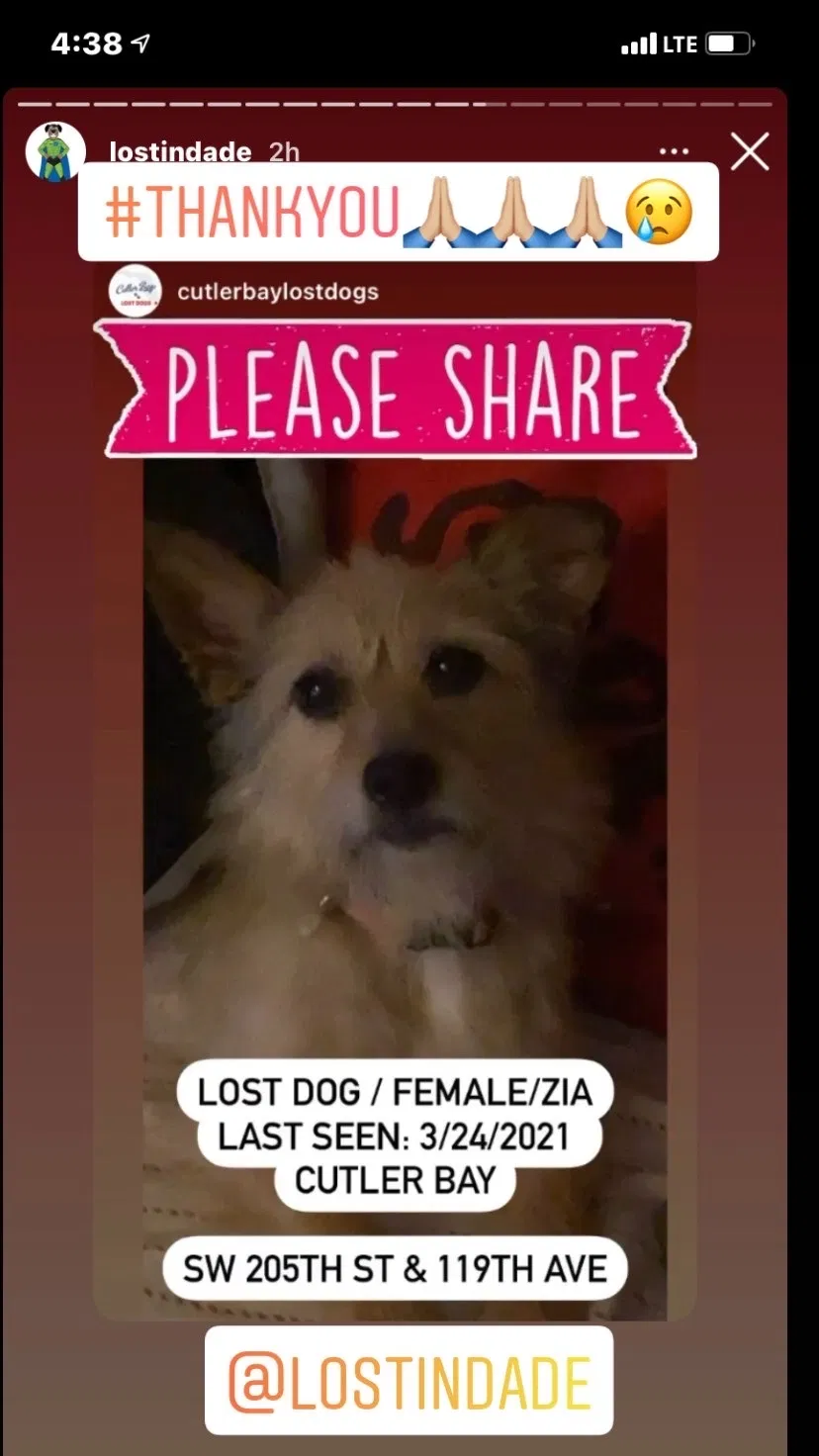 Lost dog in Miami, FL, 33157