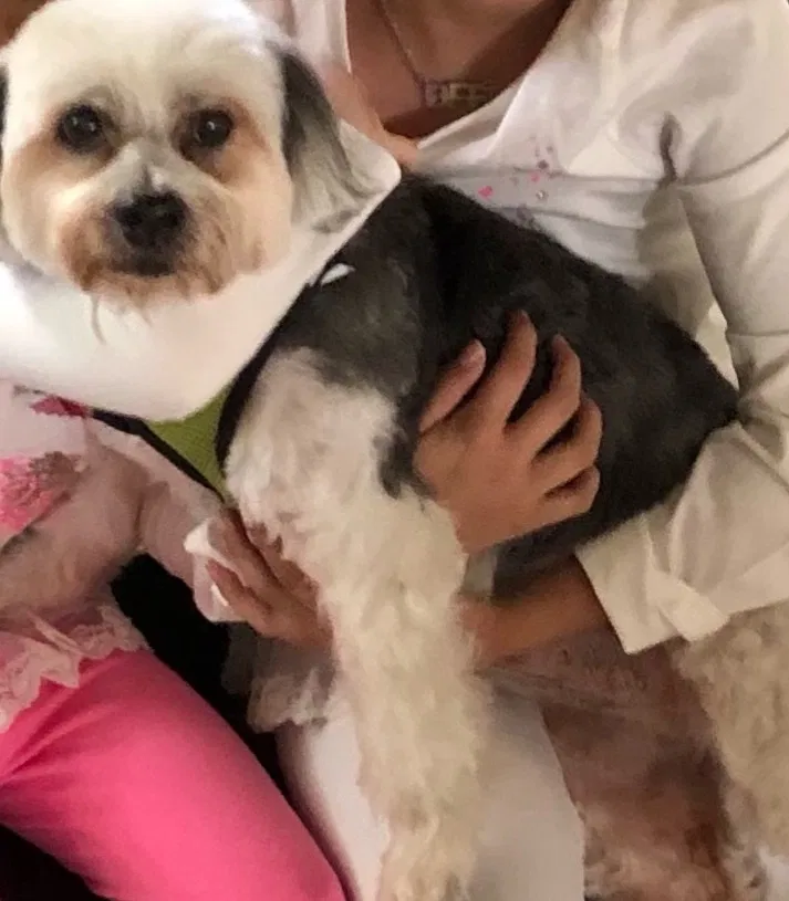 Lost dog in Miami, FL, 33187