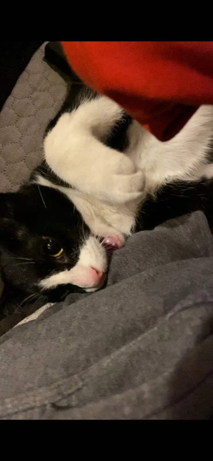 Lost cat in Newark, NJ, 7102
