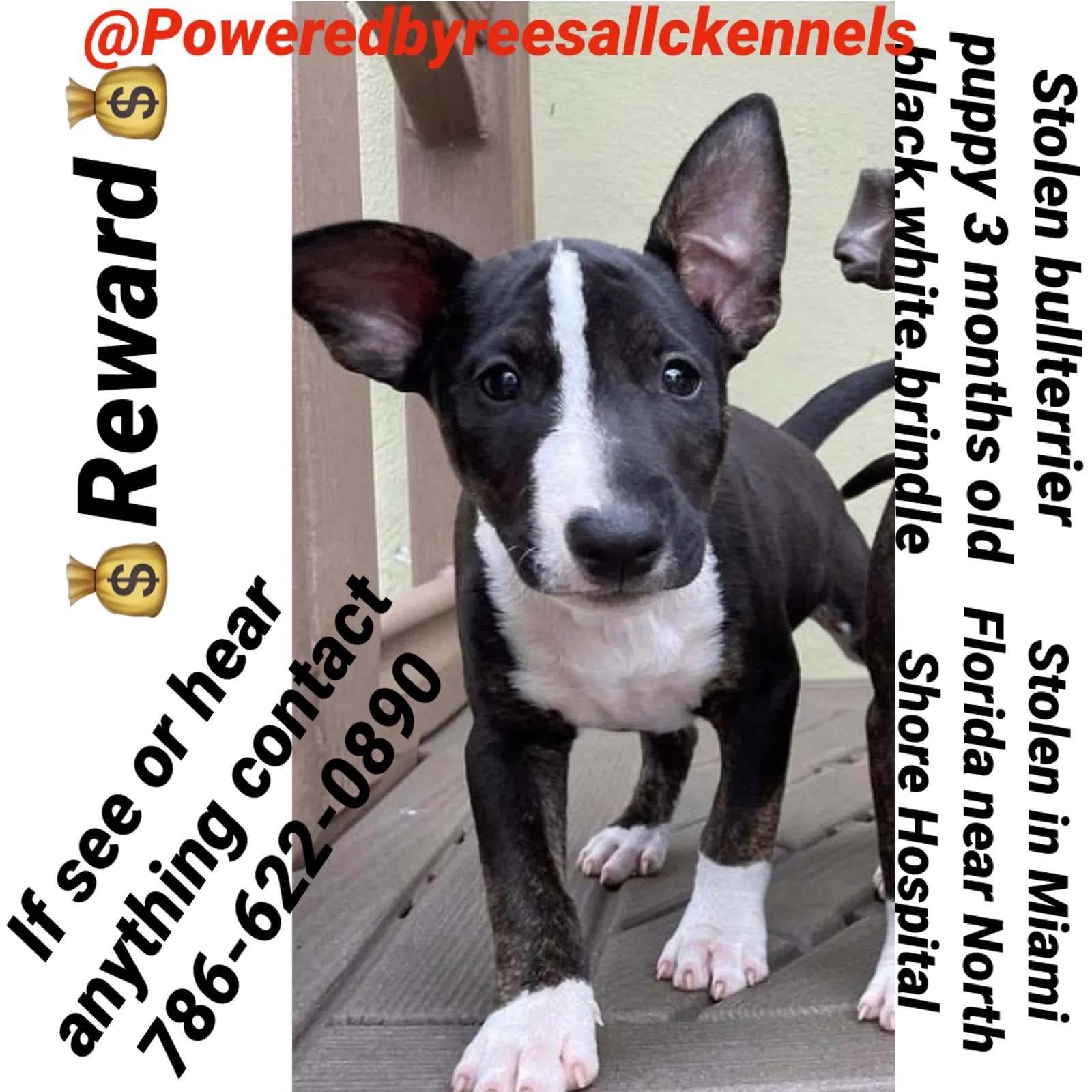 Lost dog in Miami, FL, 33150
