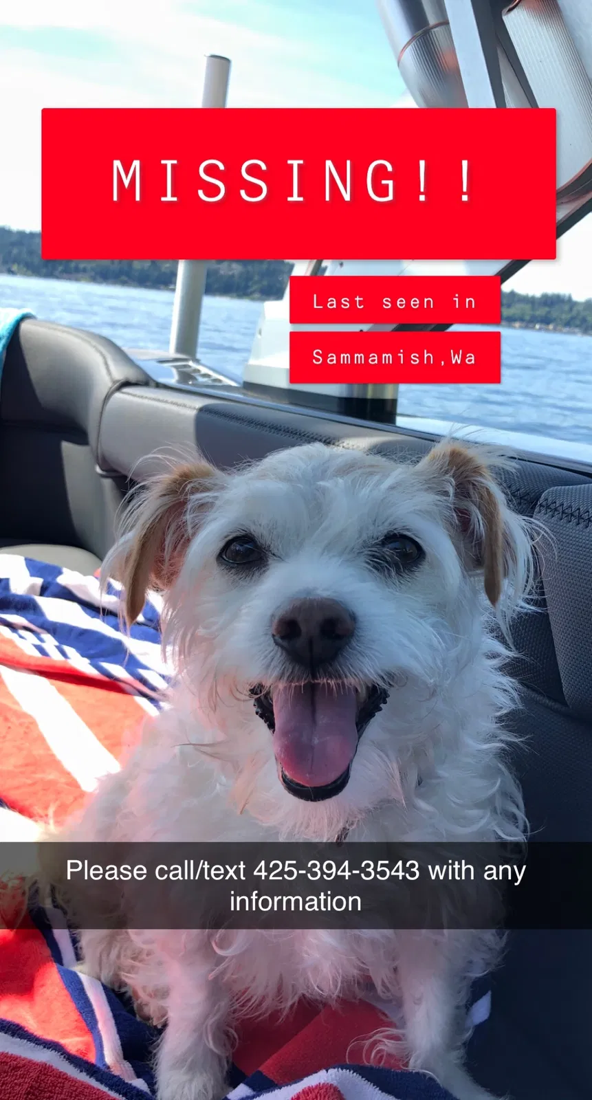 Lost dog in Sammamish, WA, 98075