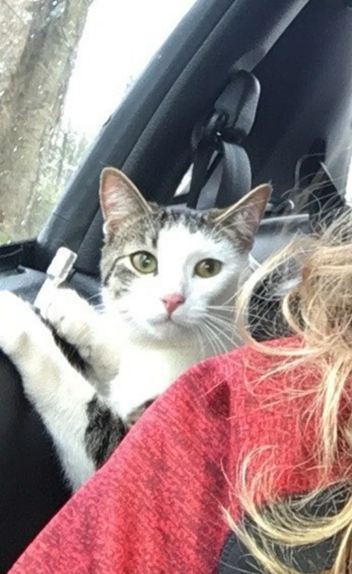 Lost cat in Mount Airy, MD, 21771