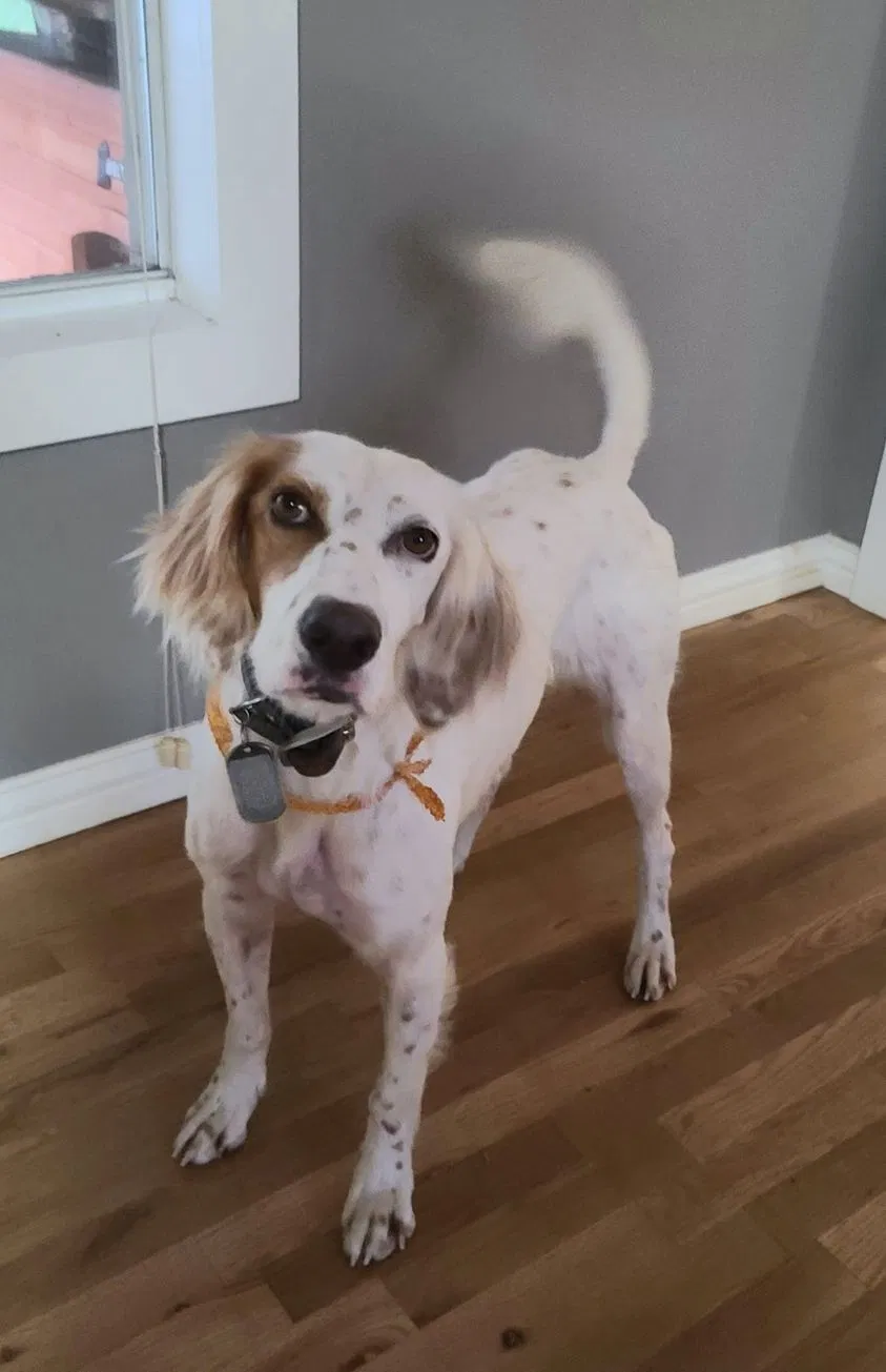 Lost dog in Wills Point, TX, 75169