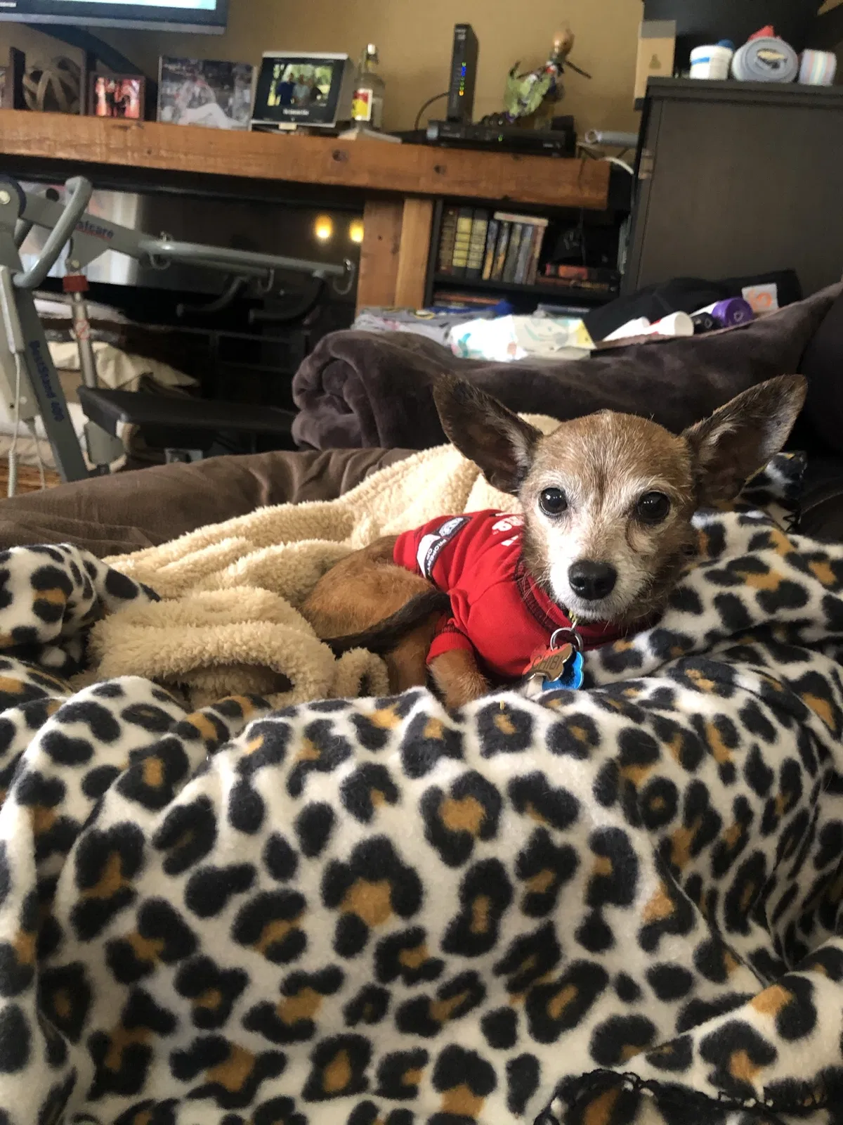 Lost dog in Las Vegas, NV, 89120