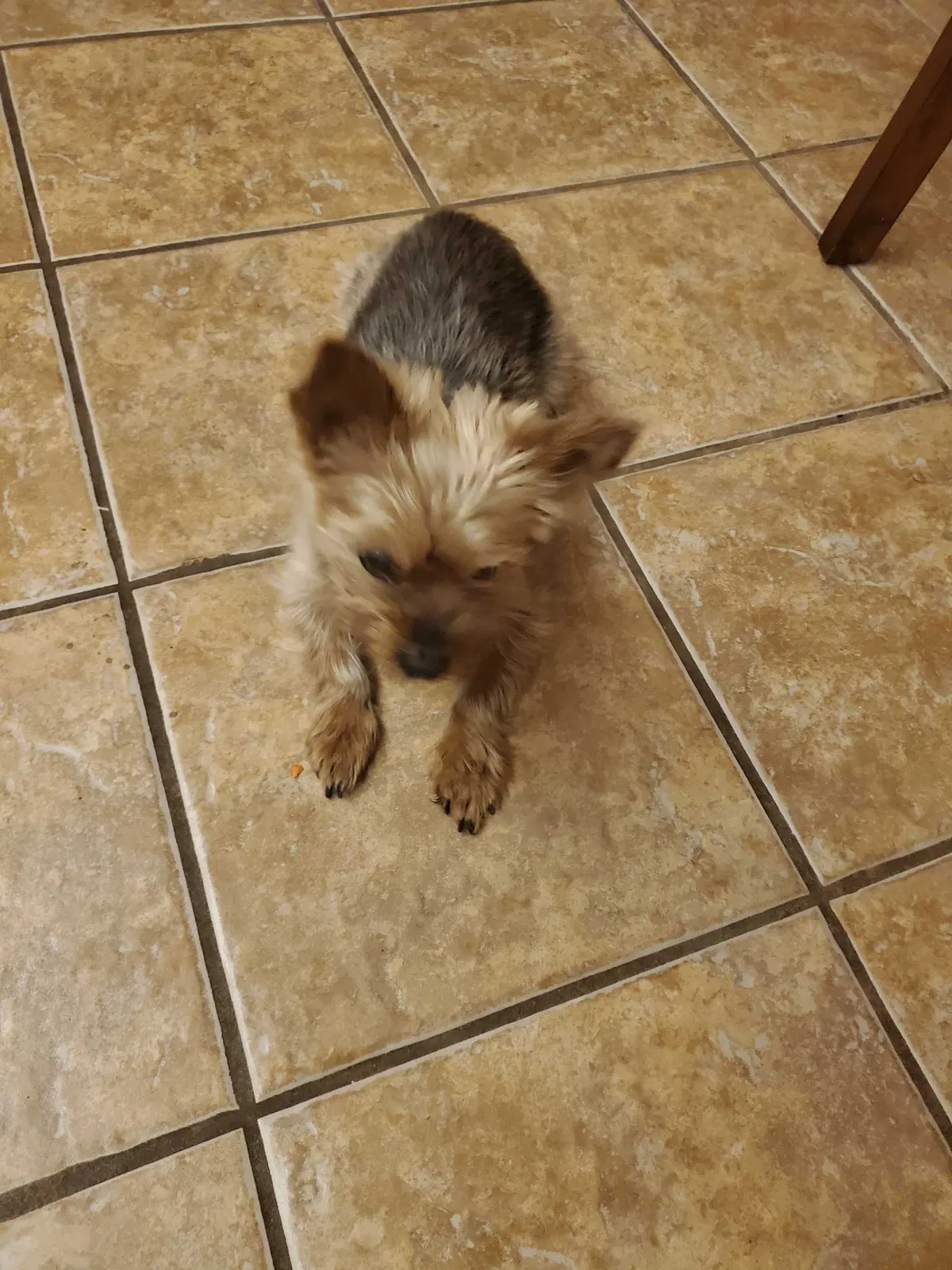 Lost cat in Grand Rapids, MI, 49508