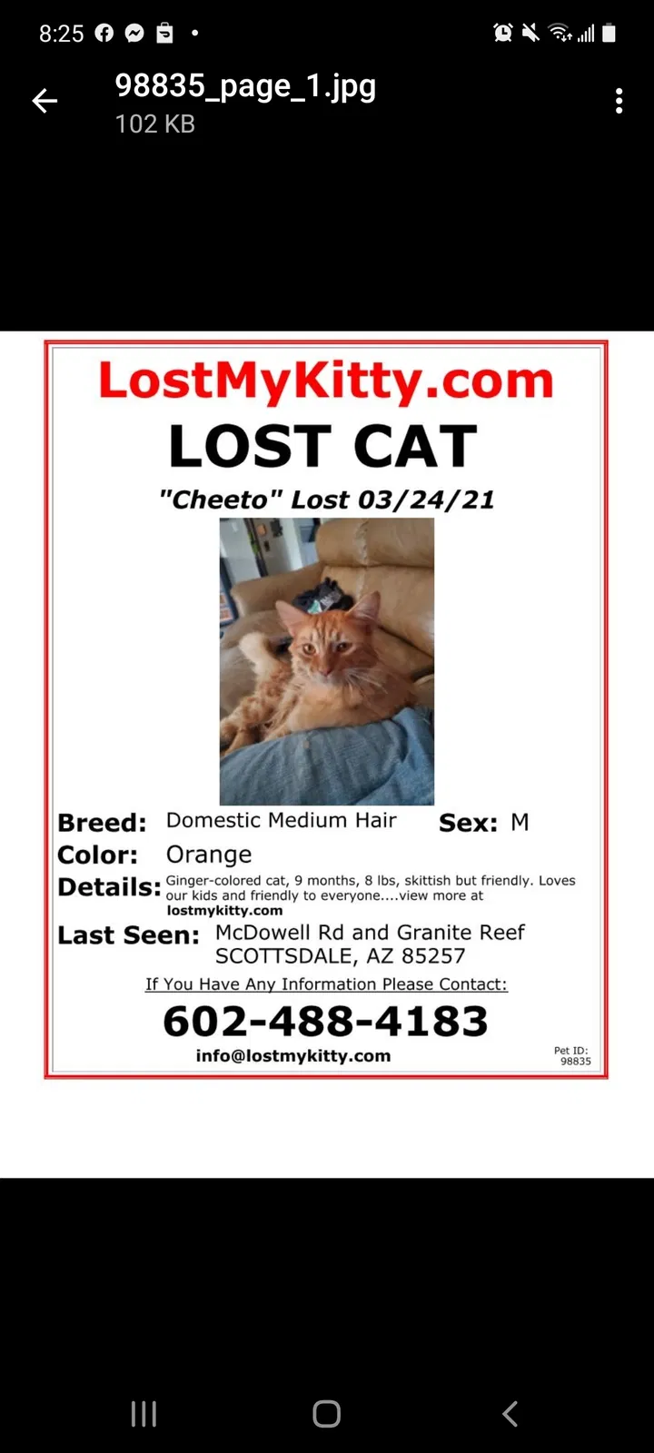 Lost cat in Scottsdale, AZ, 85257