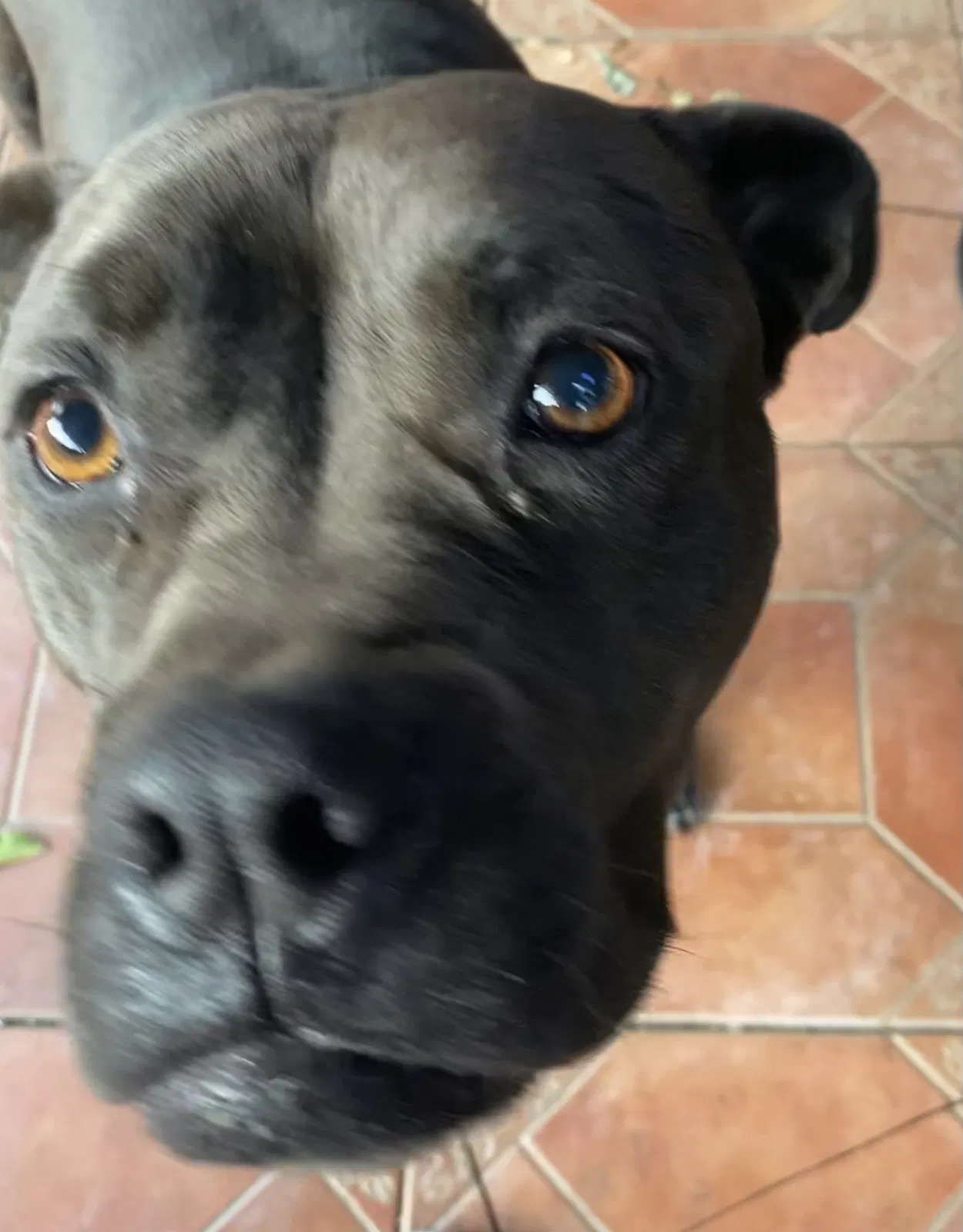 Lost dog in North Hills, CA, 91343