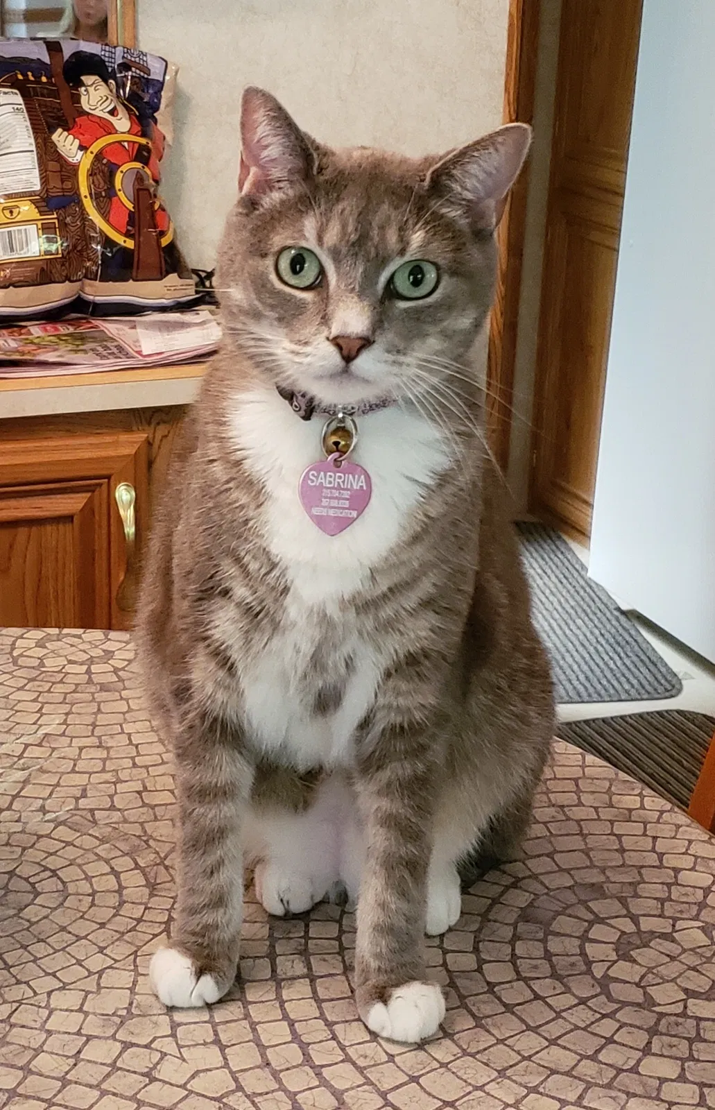 Lost cat in Aston, PA, 19014