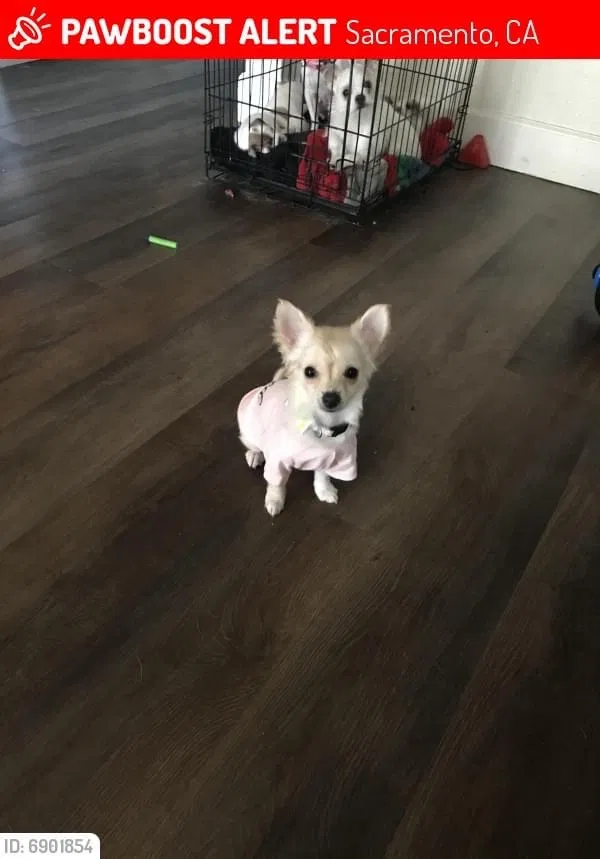 Lost dog in Sacramento, CA, 95823