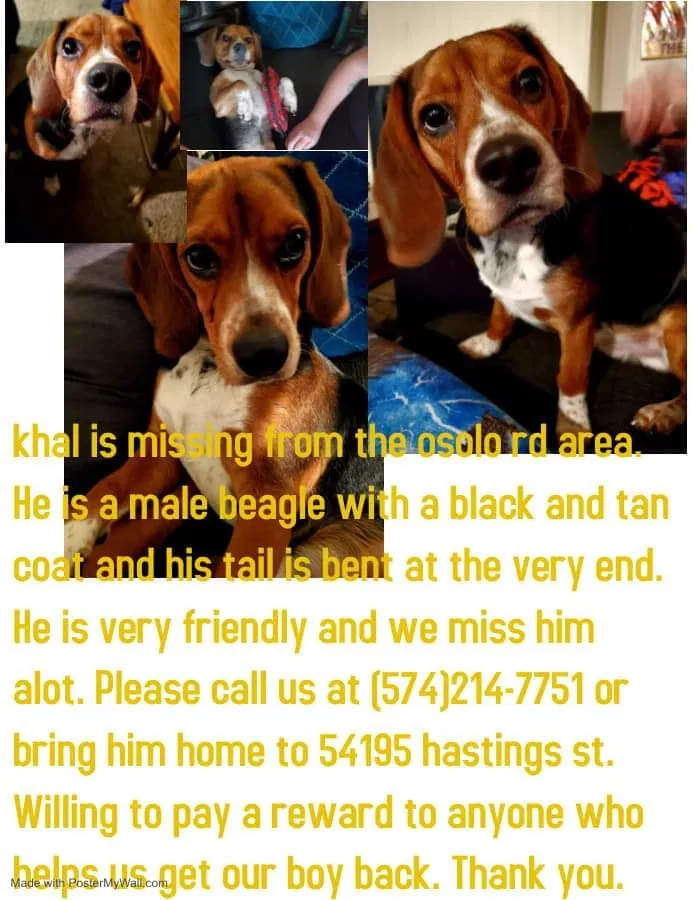 Lost dog in Elkhart, IN, 46514