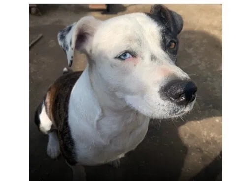 Lost dog in Huntington Park, CA, 90255