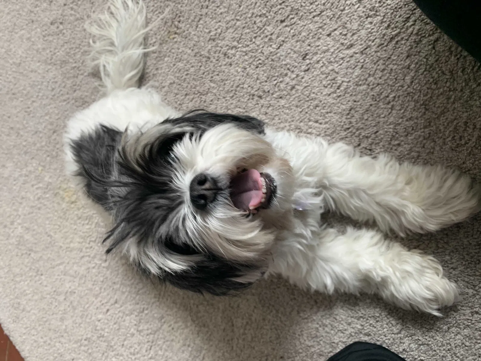 Lost dog in Cincinnati, OH, 45248