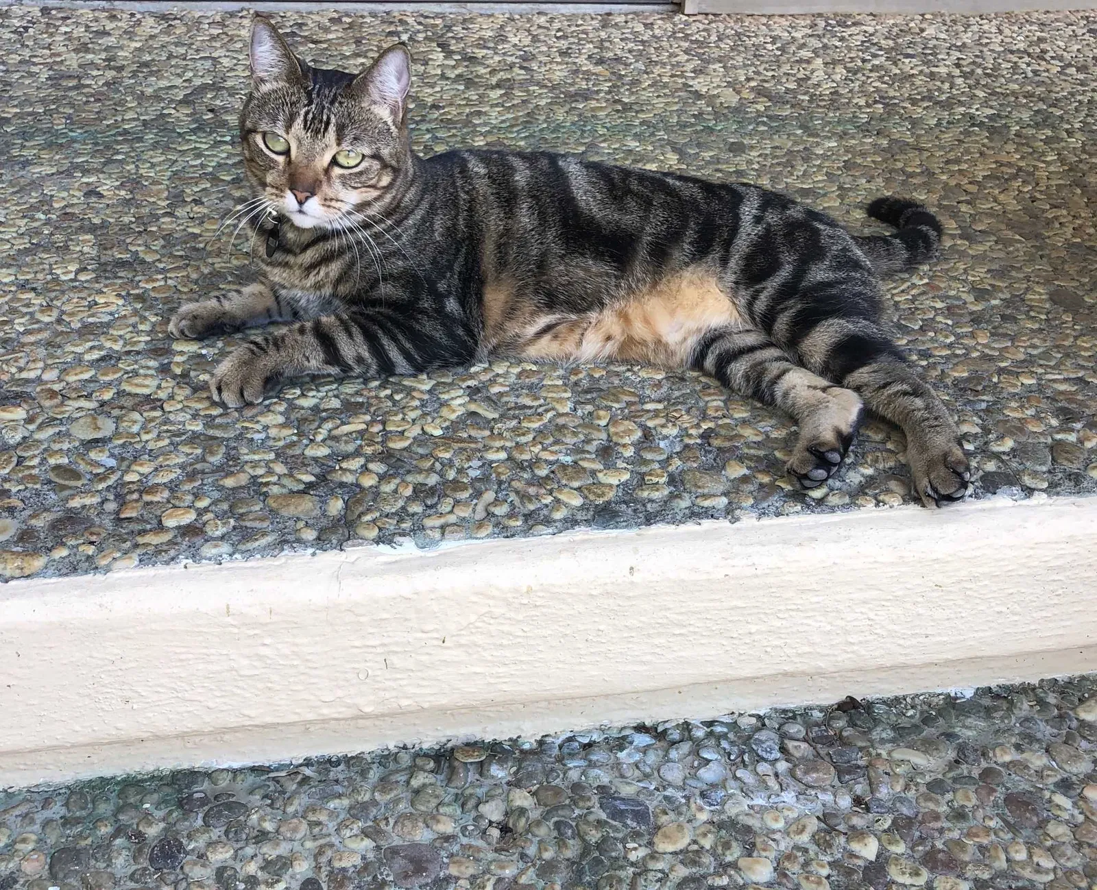 Lost cat in Norco, CA, 92860