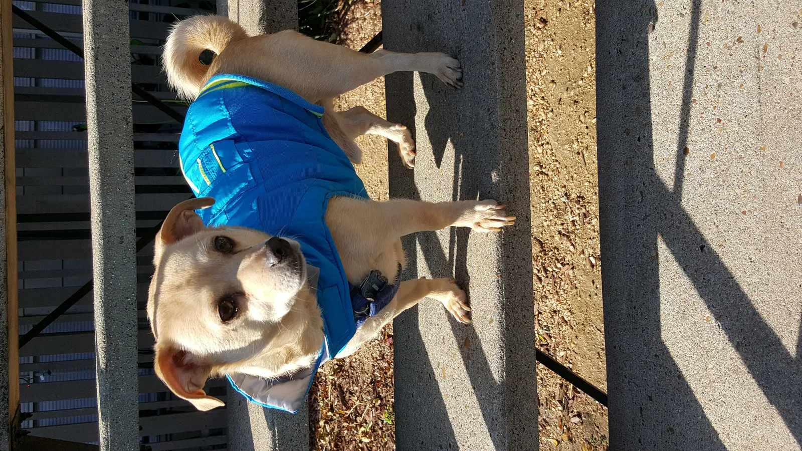 Lost dog in Katy, TX, 77494