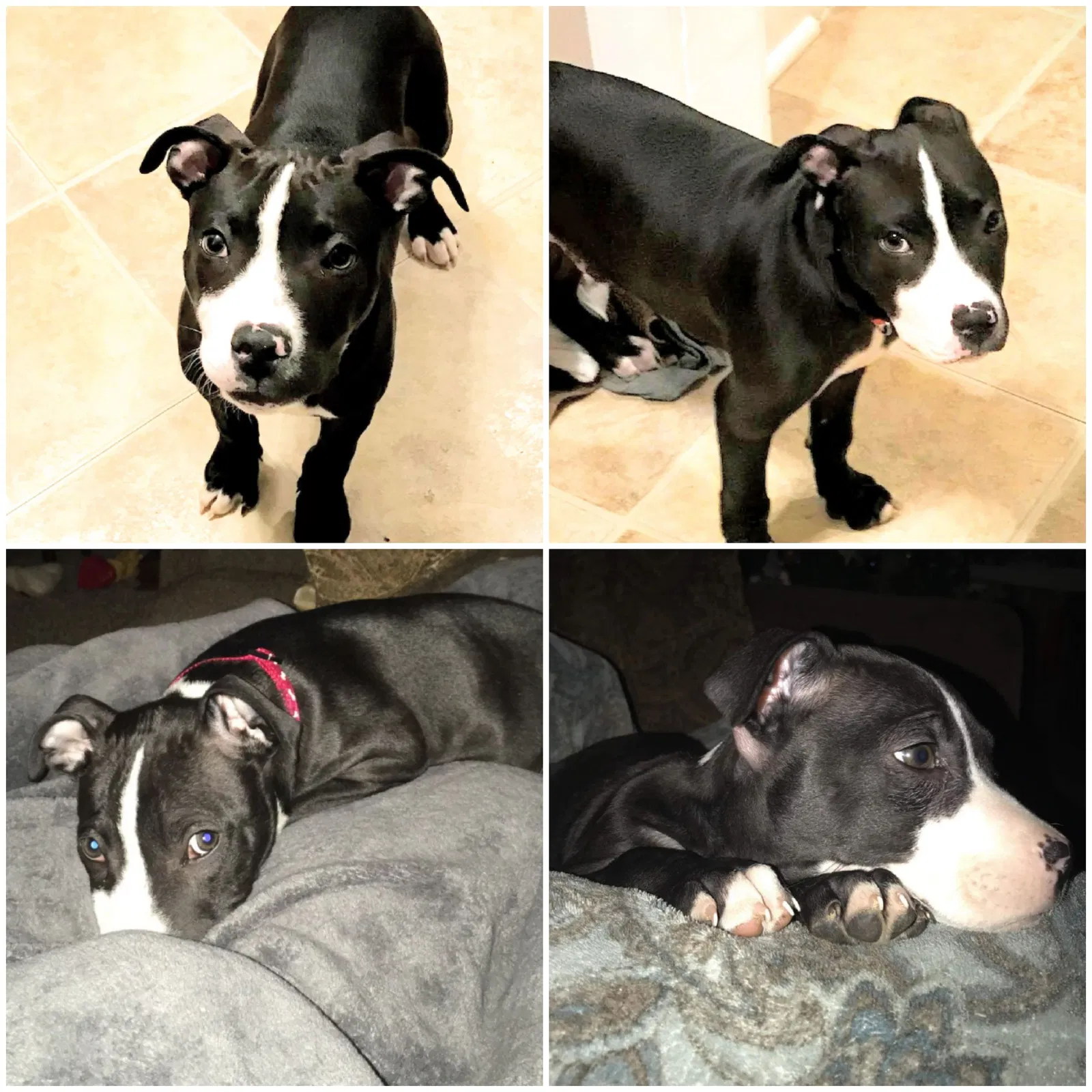 Lost dog in Richmond, KY, 40475
