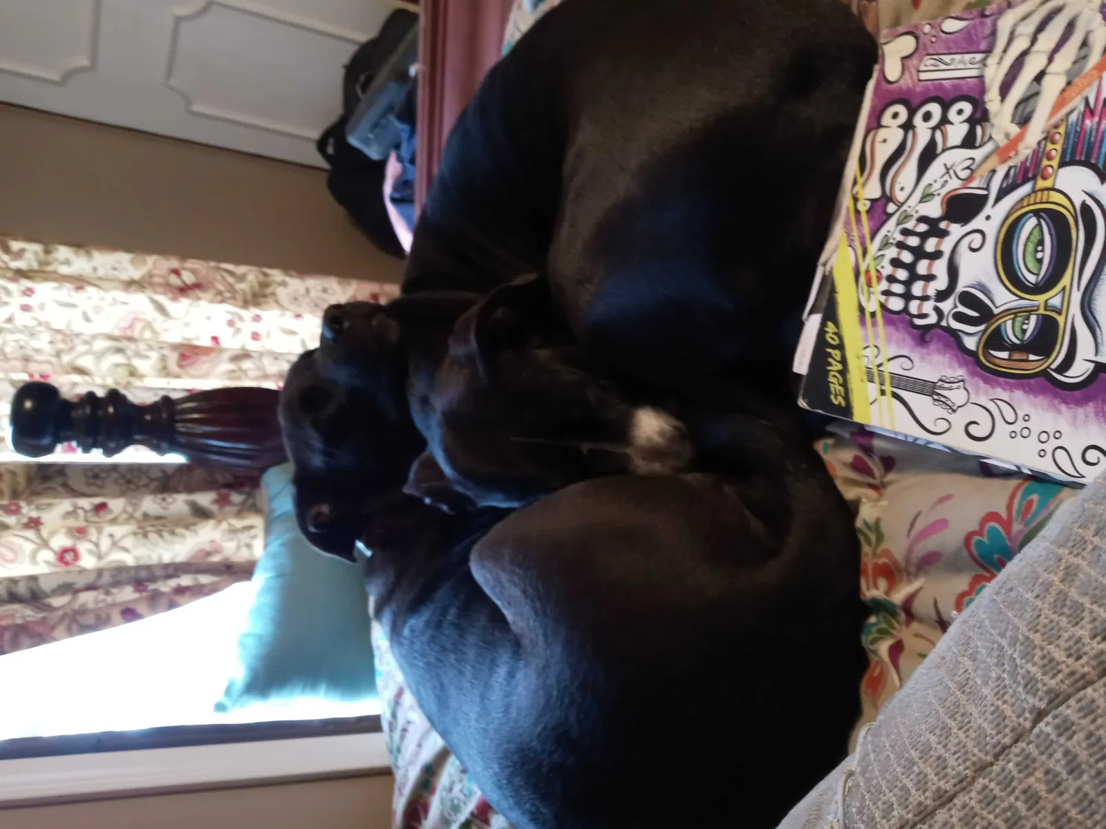 Found dog in Nicholasville, KY, 40356