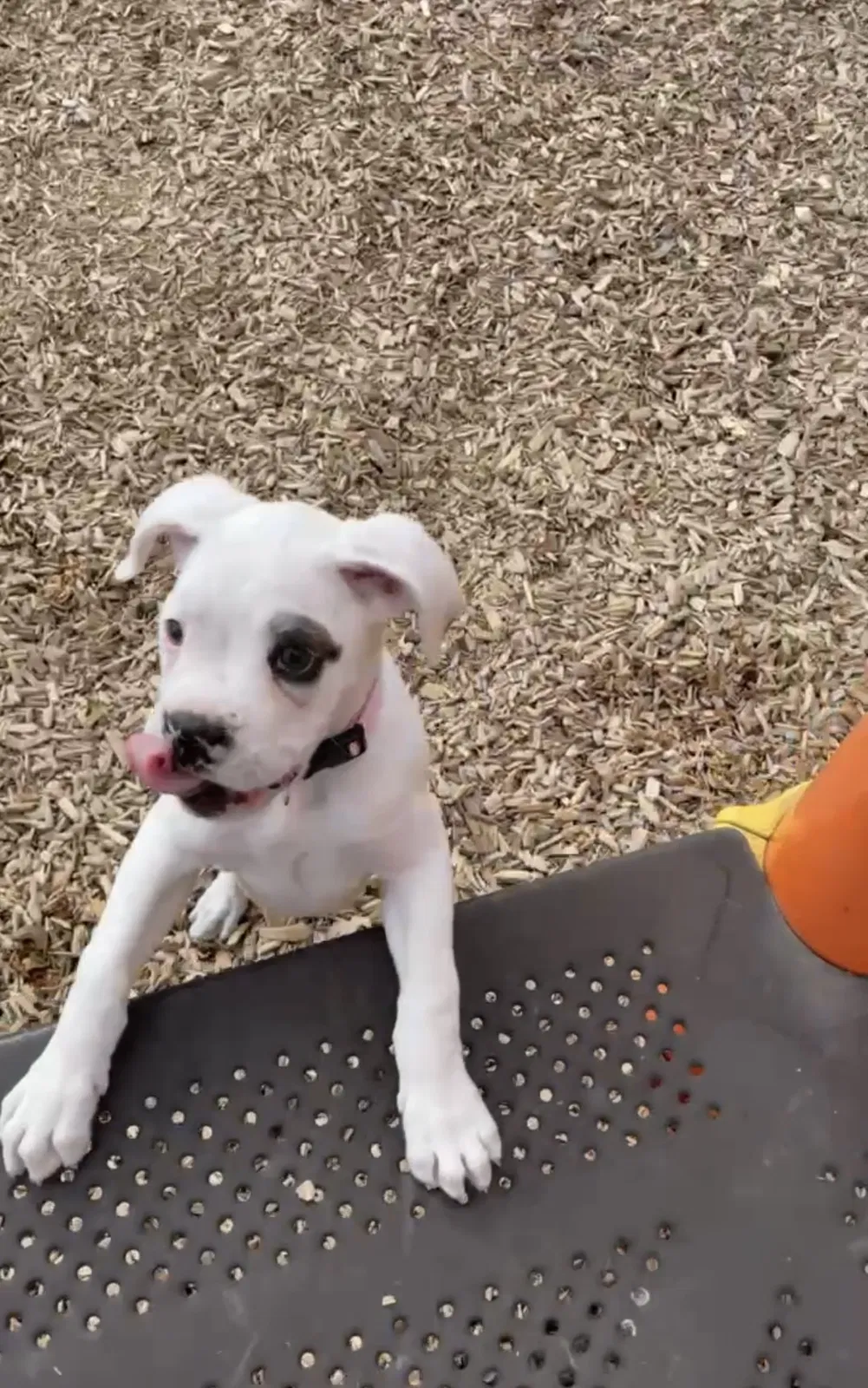 Lost dog in Compton, CA, 90222