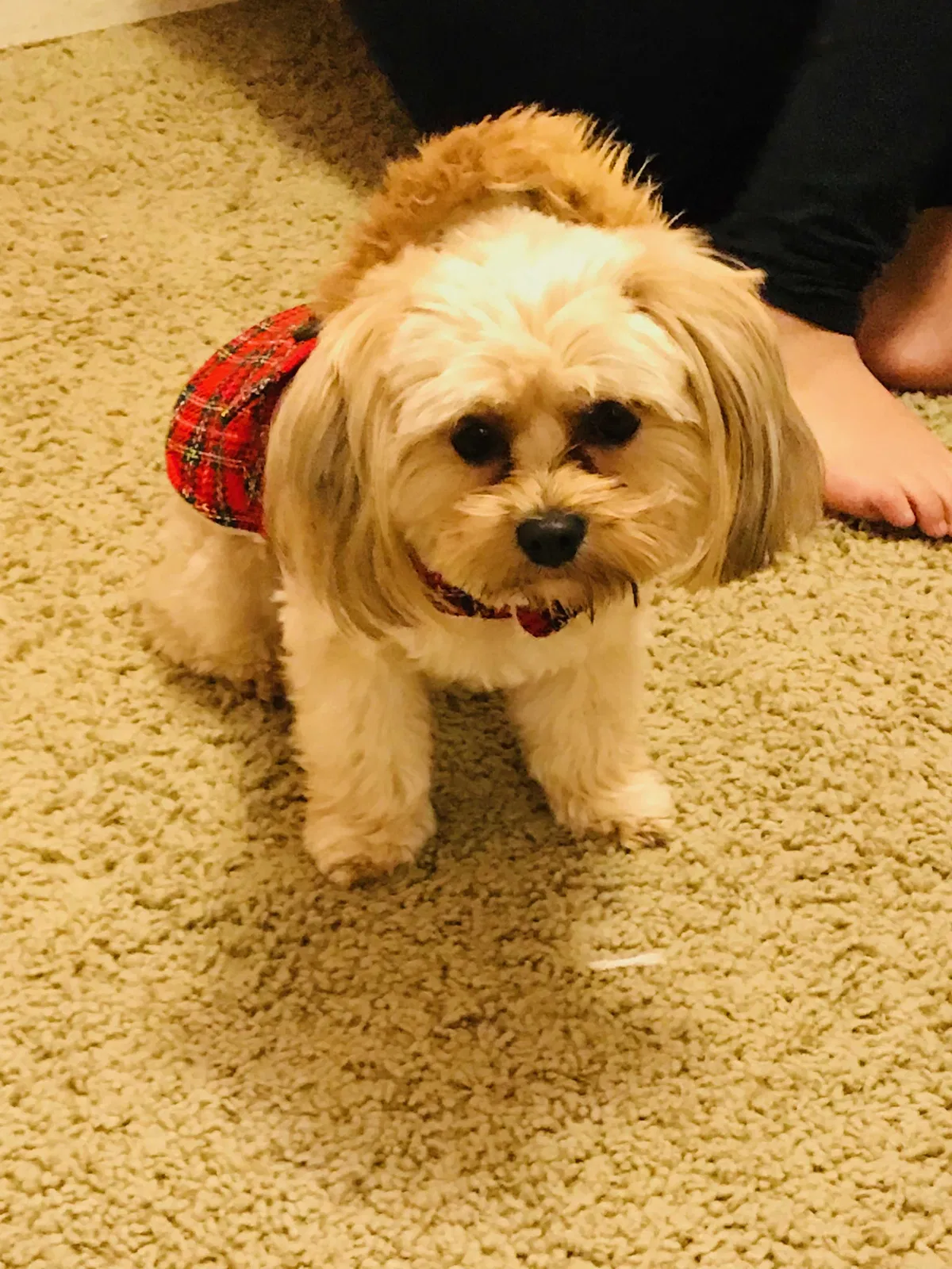 Lost dog in Oxnard, CA, 93036