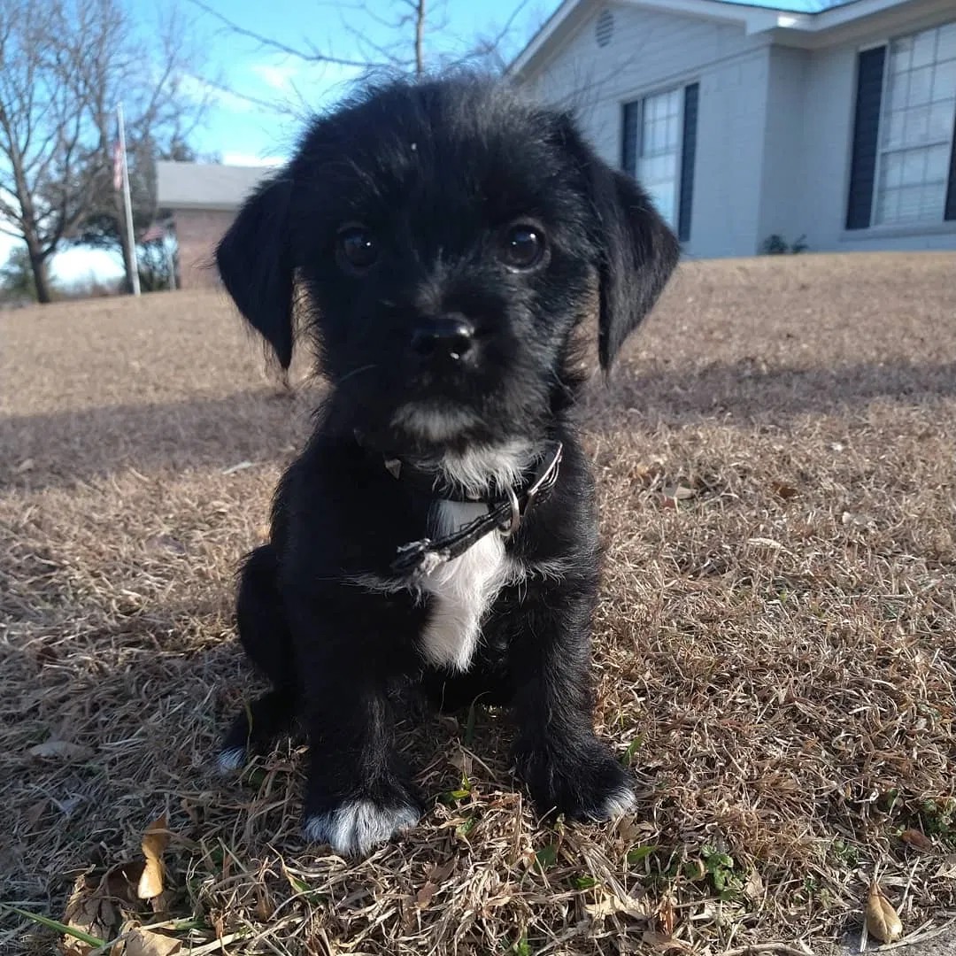 Lost dog in Burleson, TX, 76028