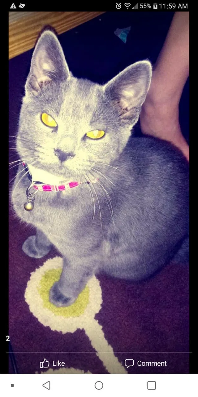 Lost cat in Covington, KY, 41016