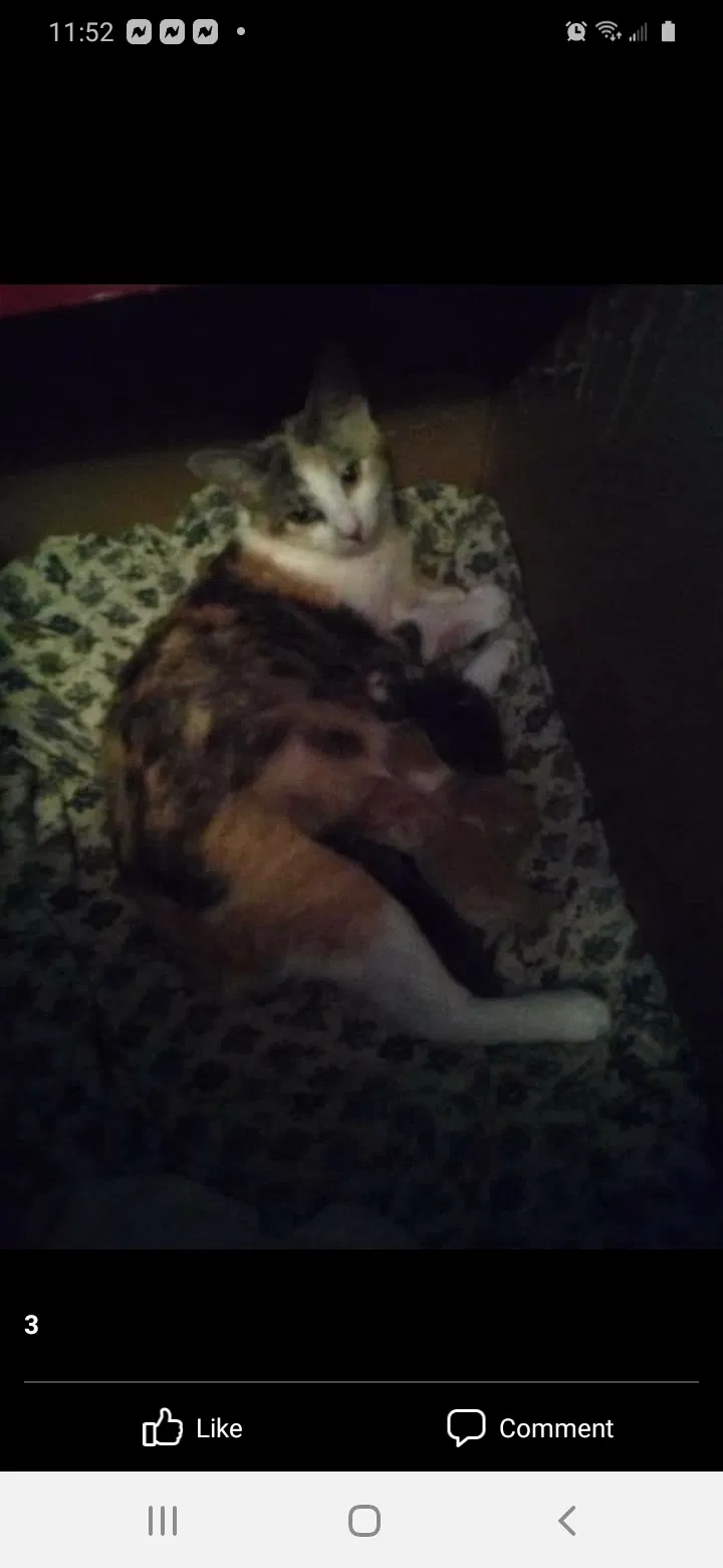 Lost cat in Columbus, OH, 43213