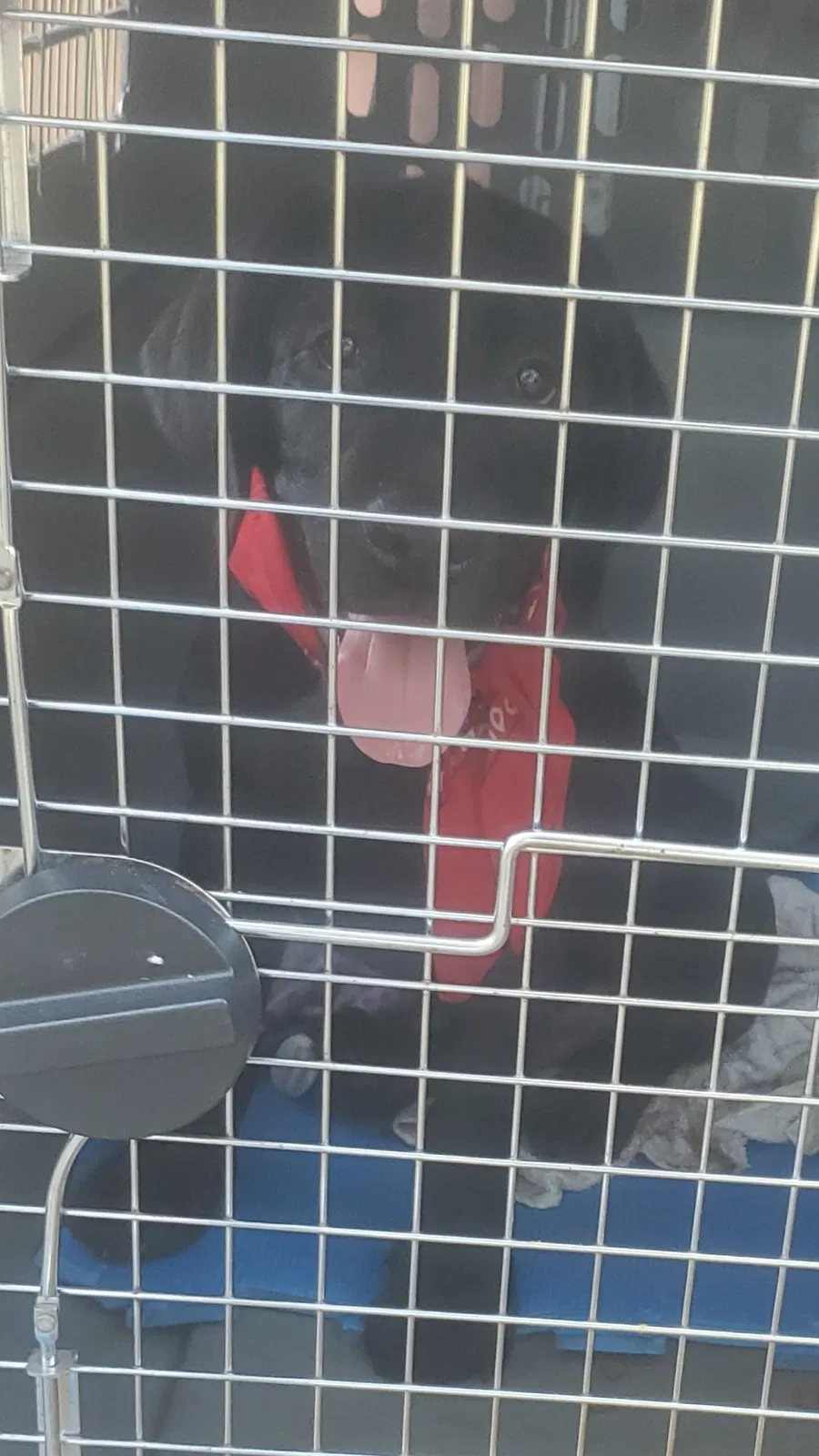 Lost dog in Tampa, FL, 33612