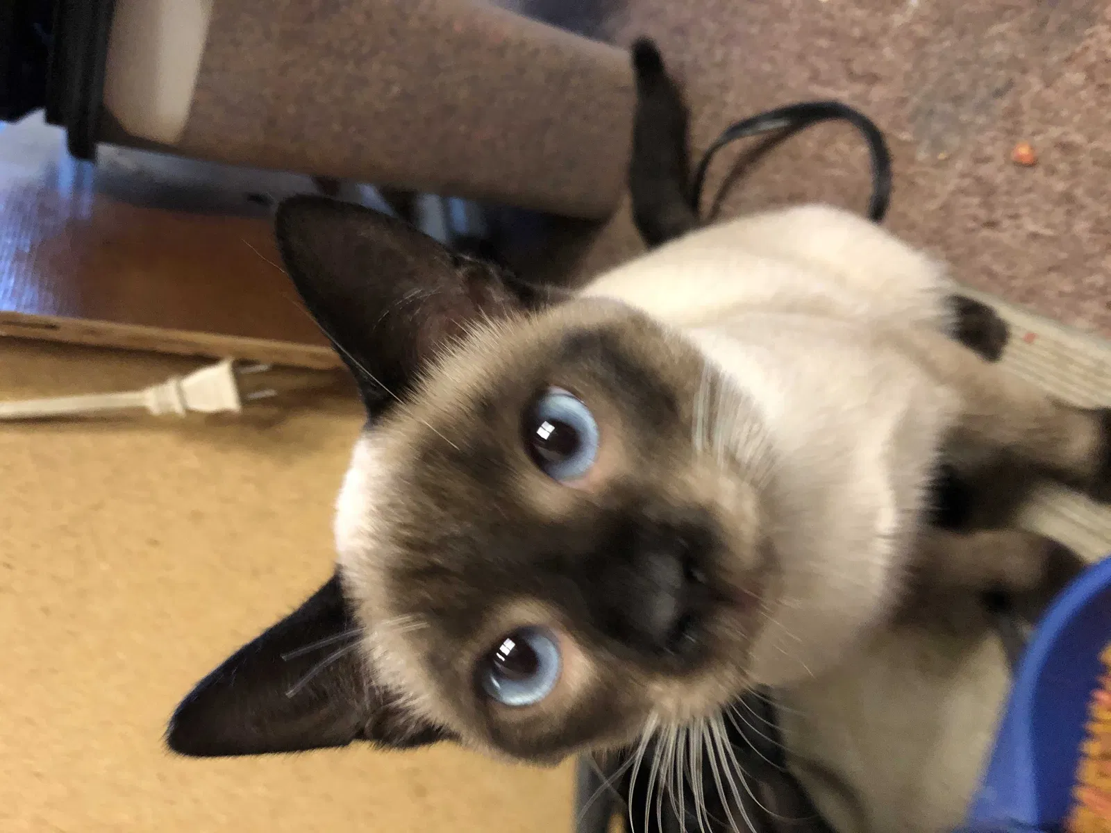 Lost cat in Sparta, MI, 49345