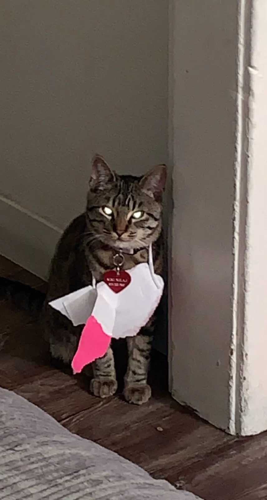 Lost cat in Phoenix, AZ, 85041
